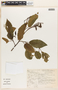 Alnus firmifolia image