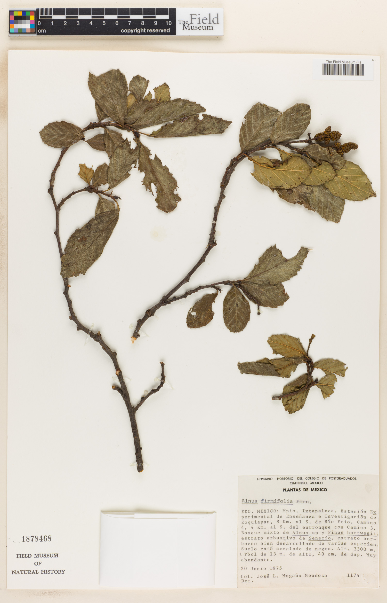 Alnus firmifolia image