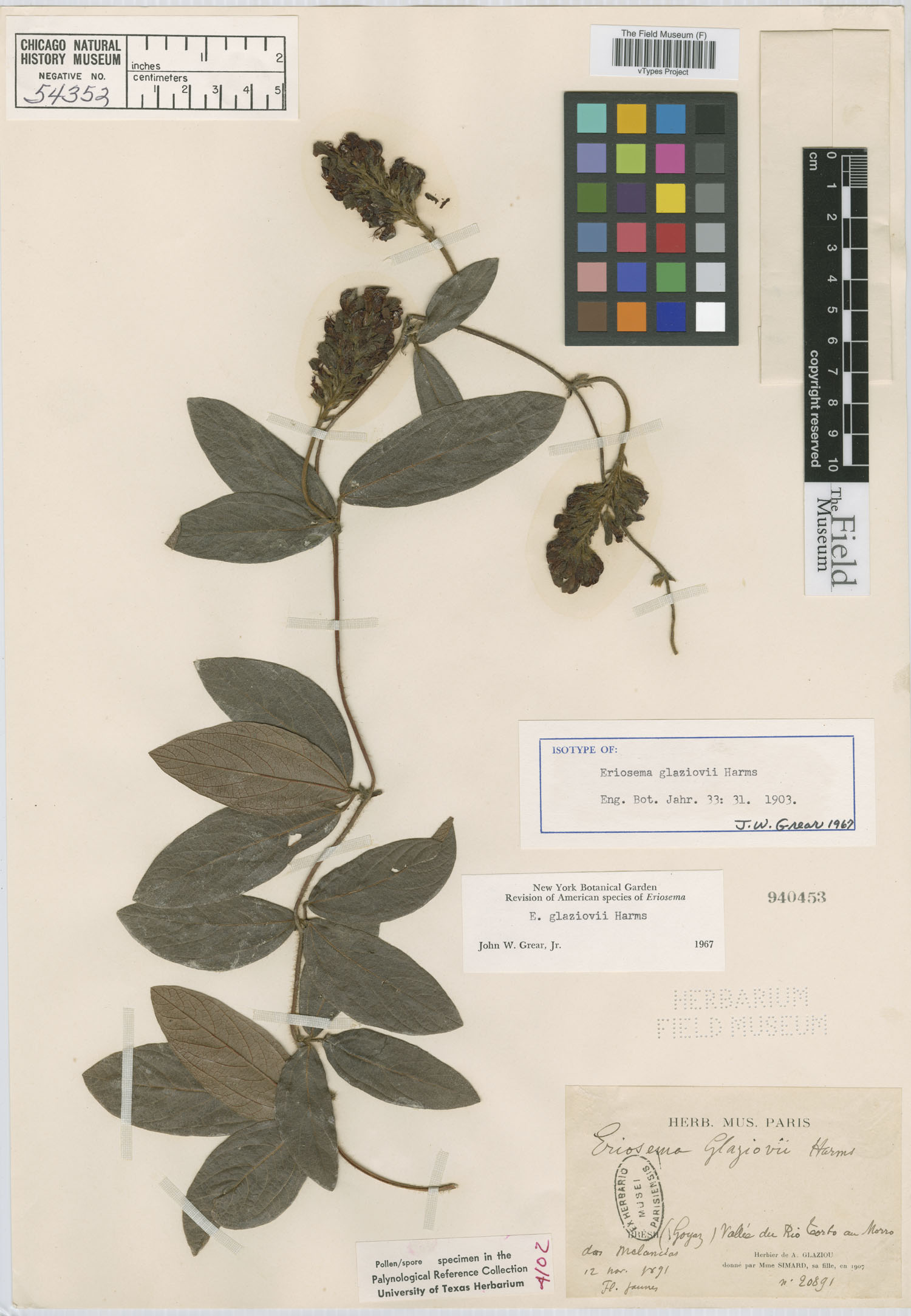 Eriosema glaziovii image