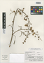 Mimosa serra image