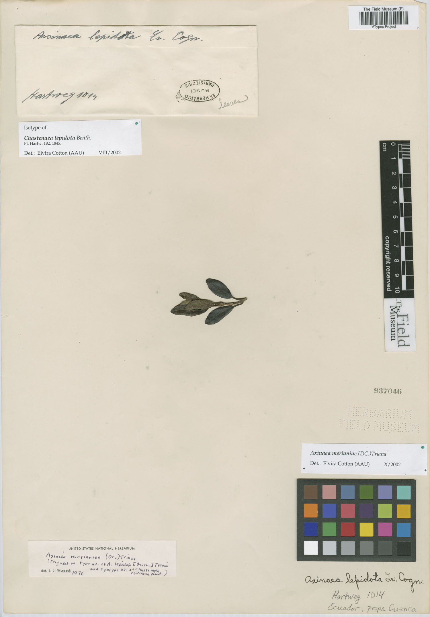 Chastenaea lepidota image