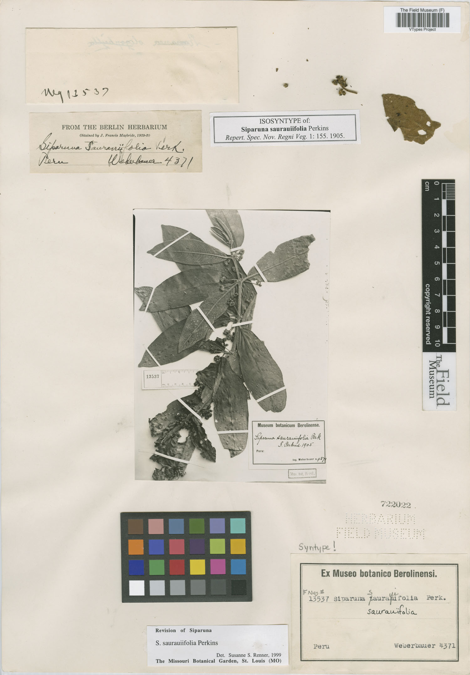 Siparuna saurauiifolia image