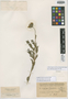 Dimerostemma myrtifolium image