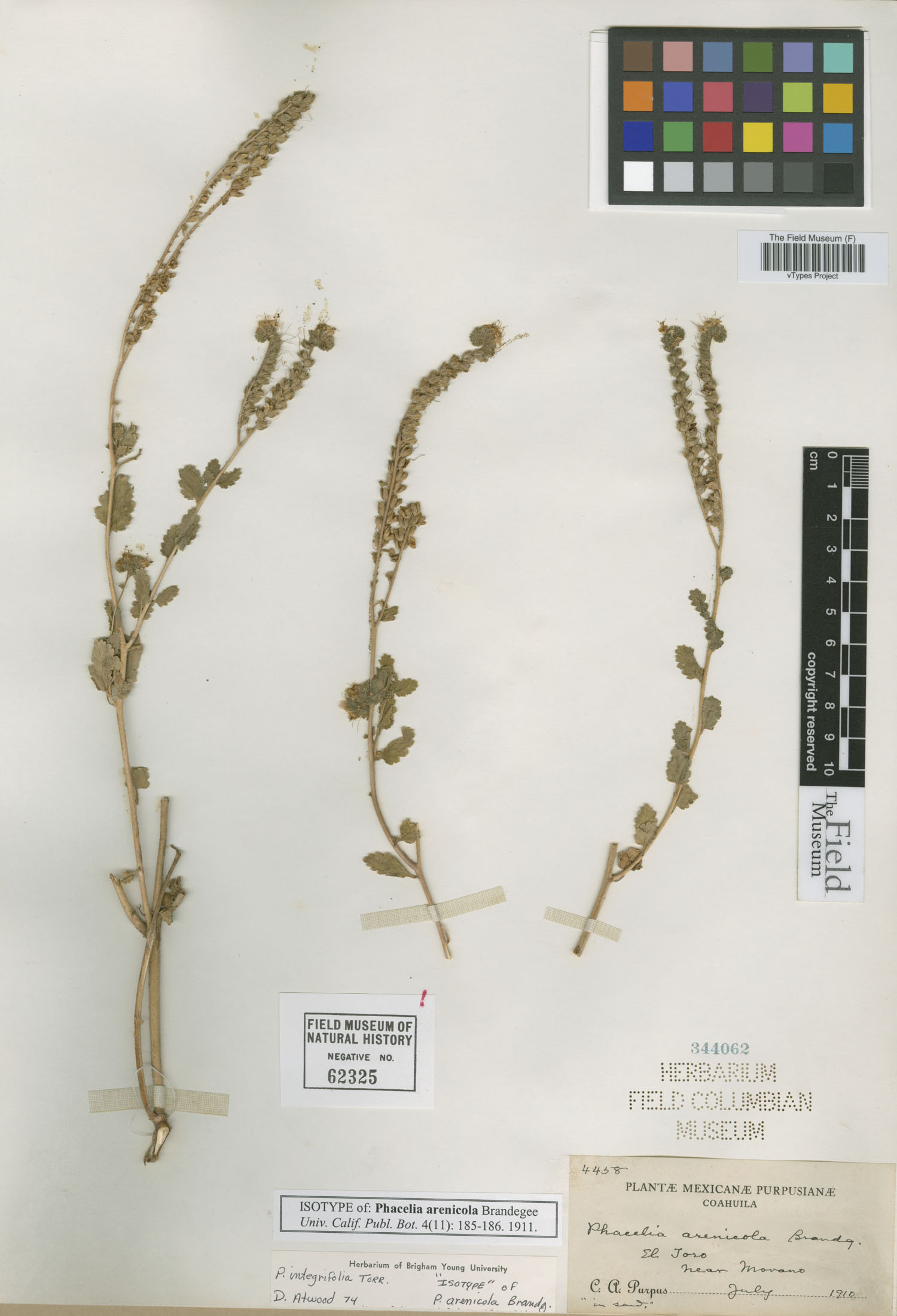 Phacelia integrifolia var. arenicola image