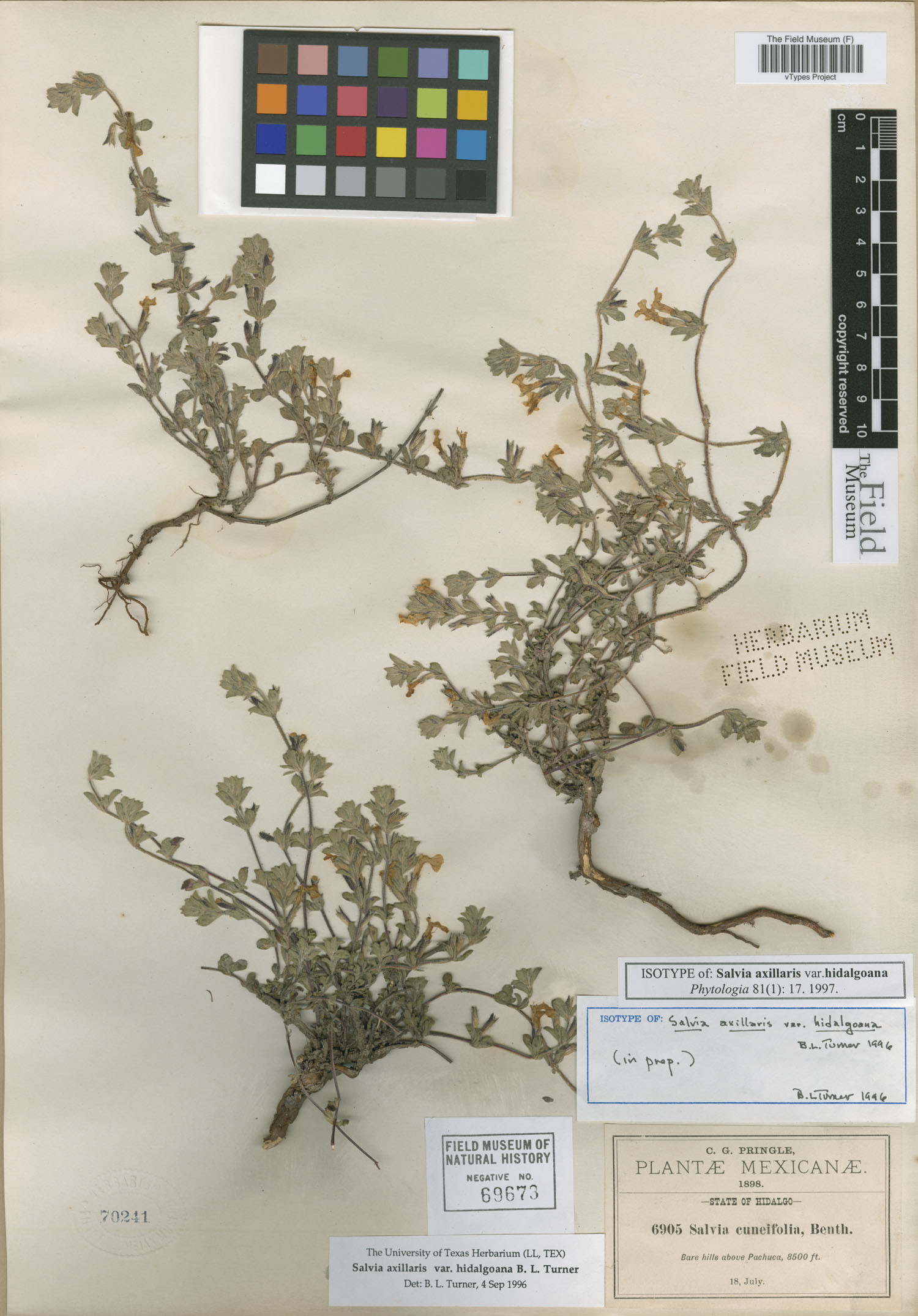 Salvia axillaris var. hidalgoana image