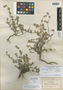Salvia axillaris image