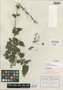 Salvia urolepis image