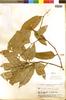 Eschweilera parvifolia image