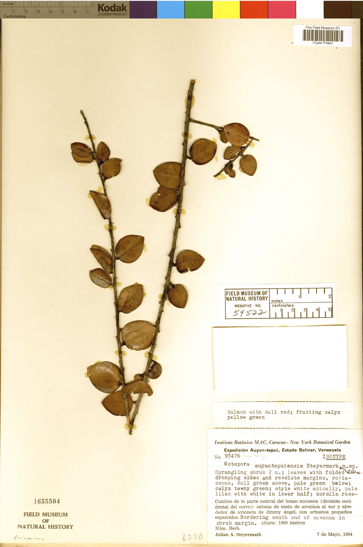 Notopora auyantepuiensis image