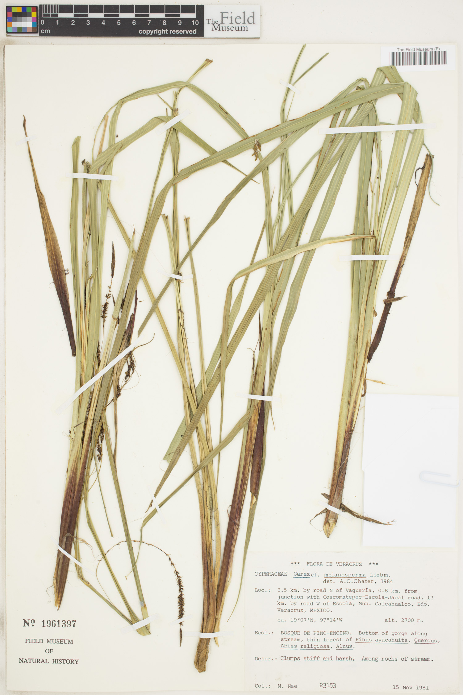 Carex melanosperma image