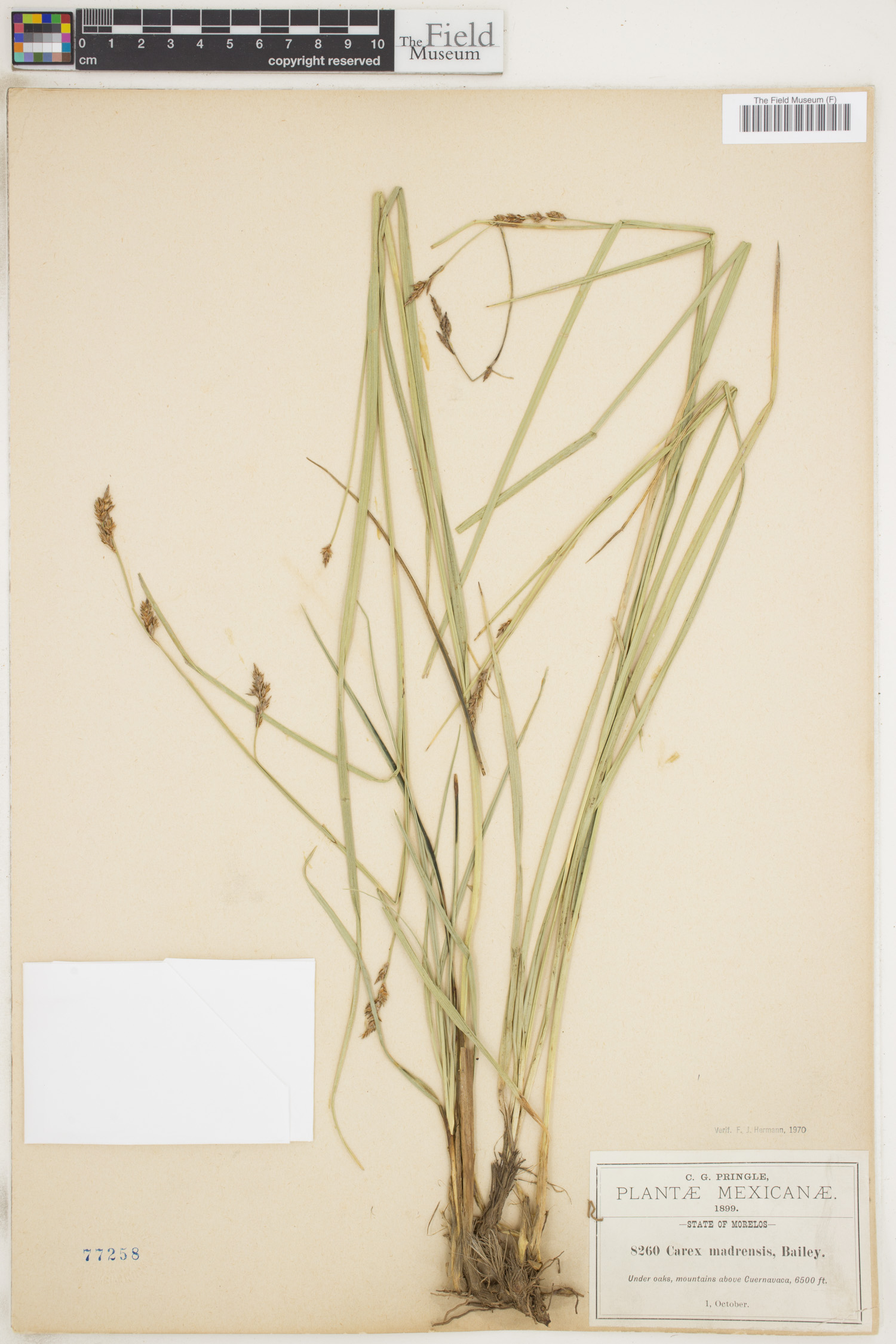 Carex madrensis image
