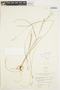 Carex polystachya image