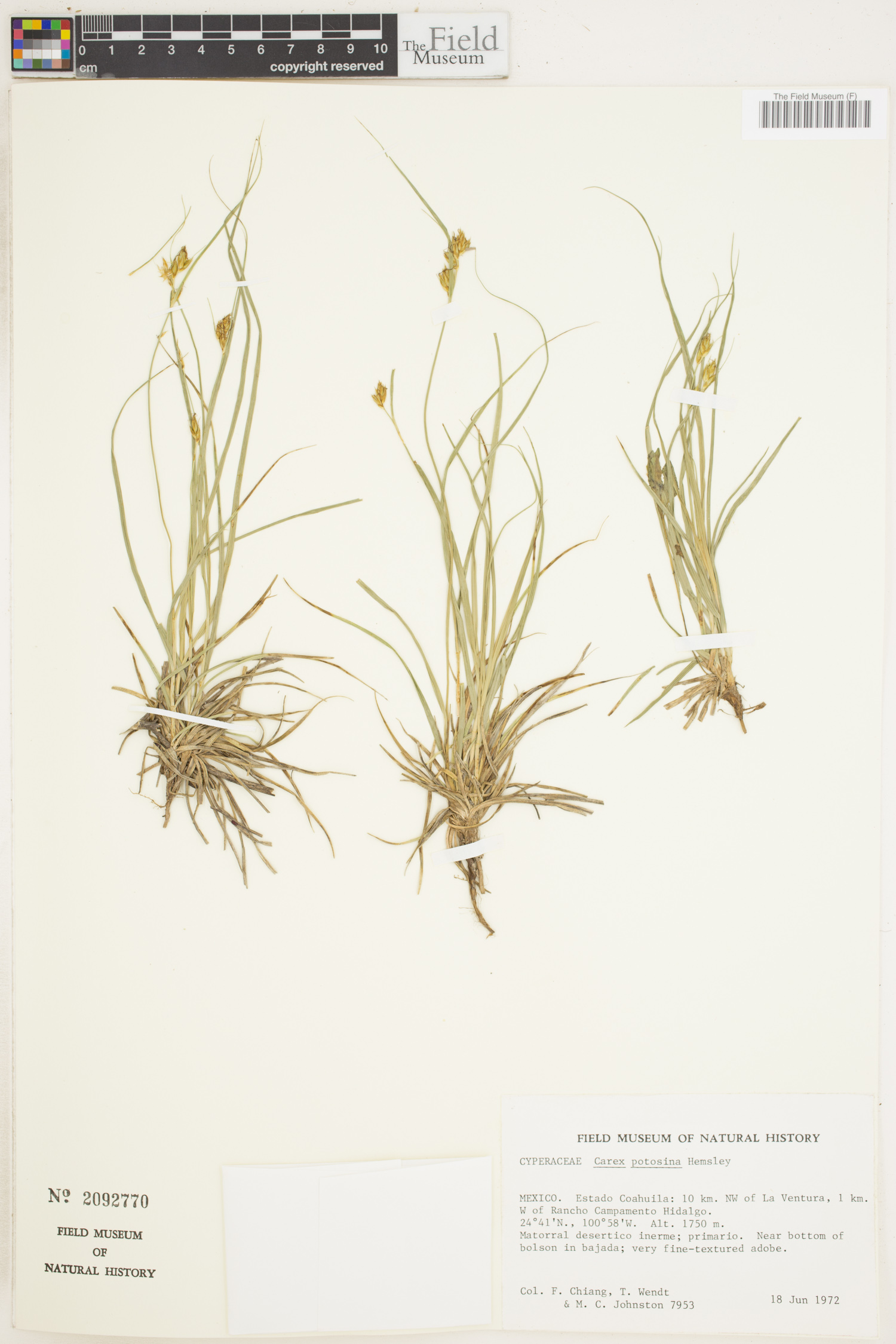 Carex potosina image