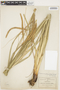 Carex spissa var. seatoniana image