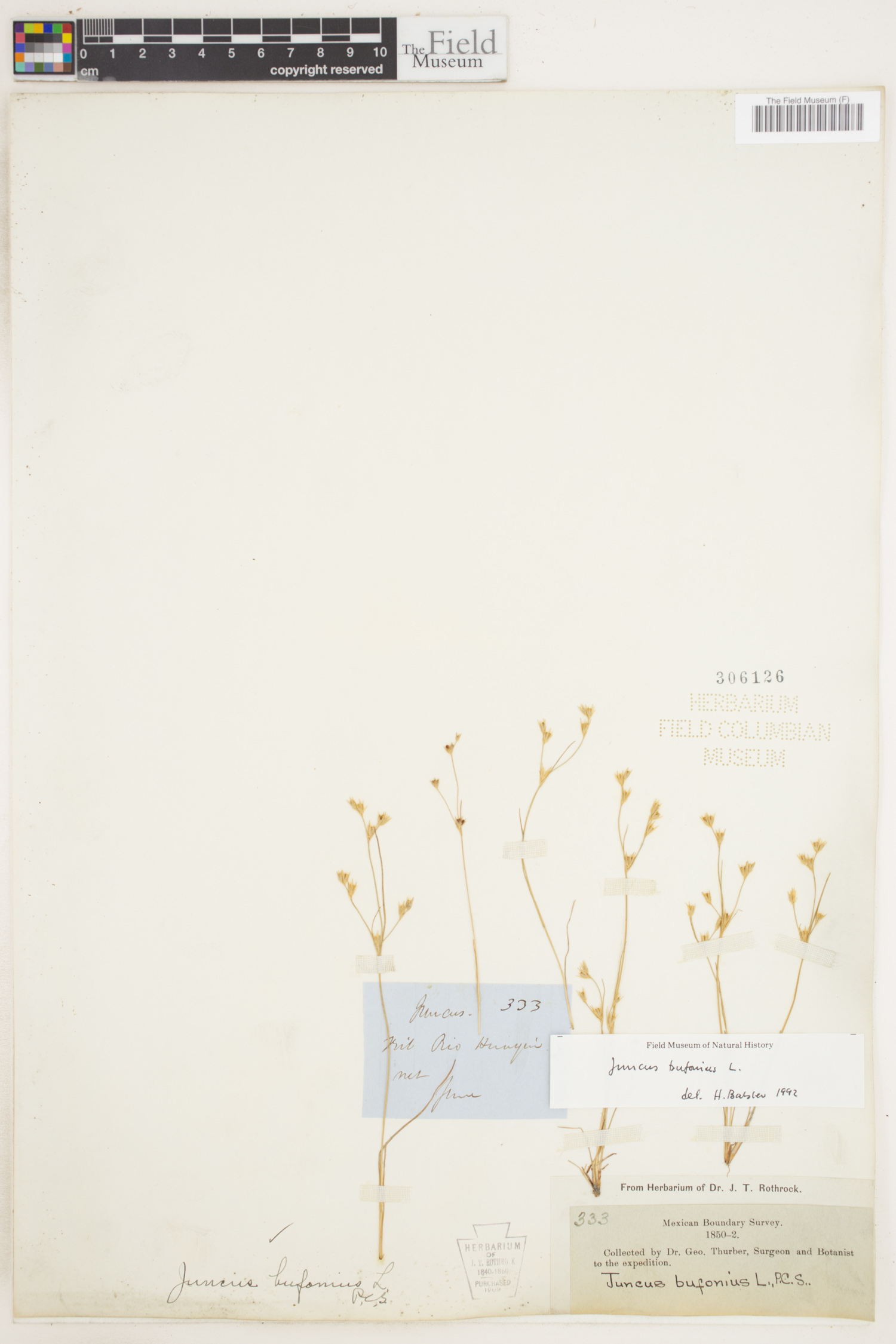 Juncus bufonius image