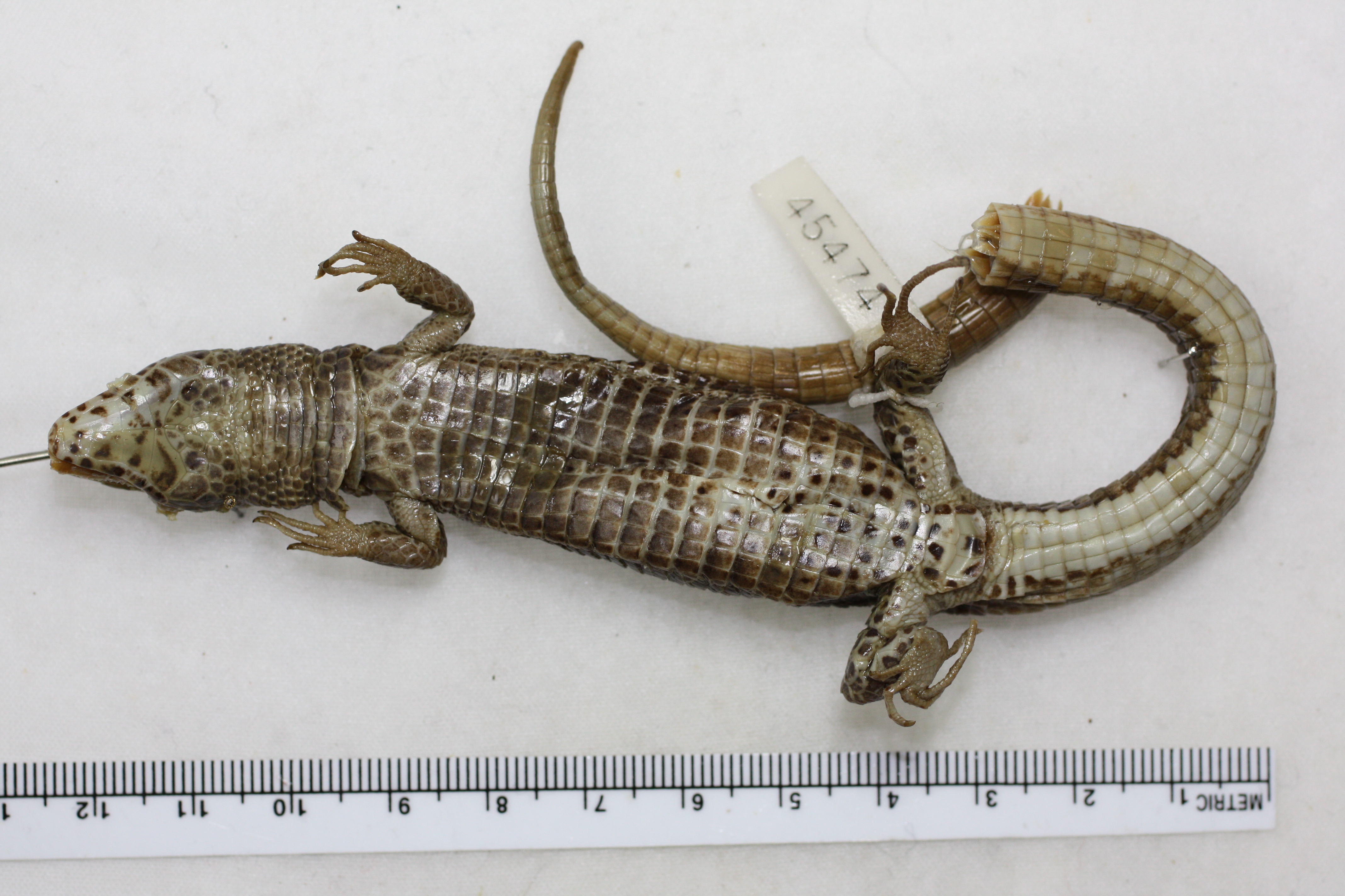 Euspondylus maculatus