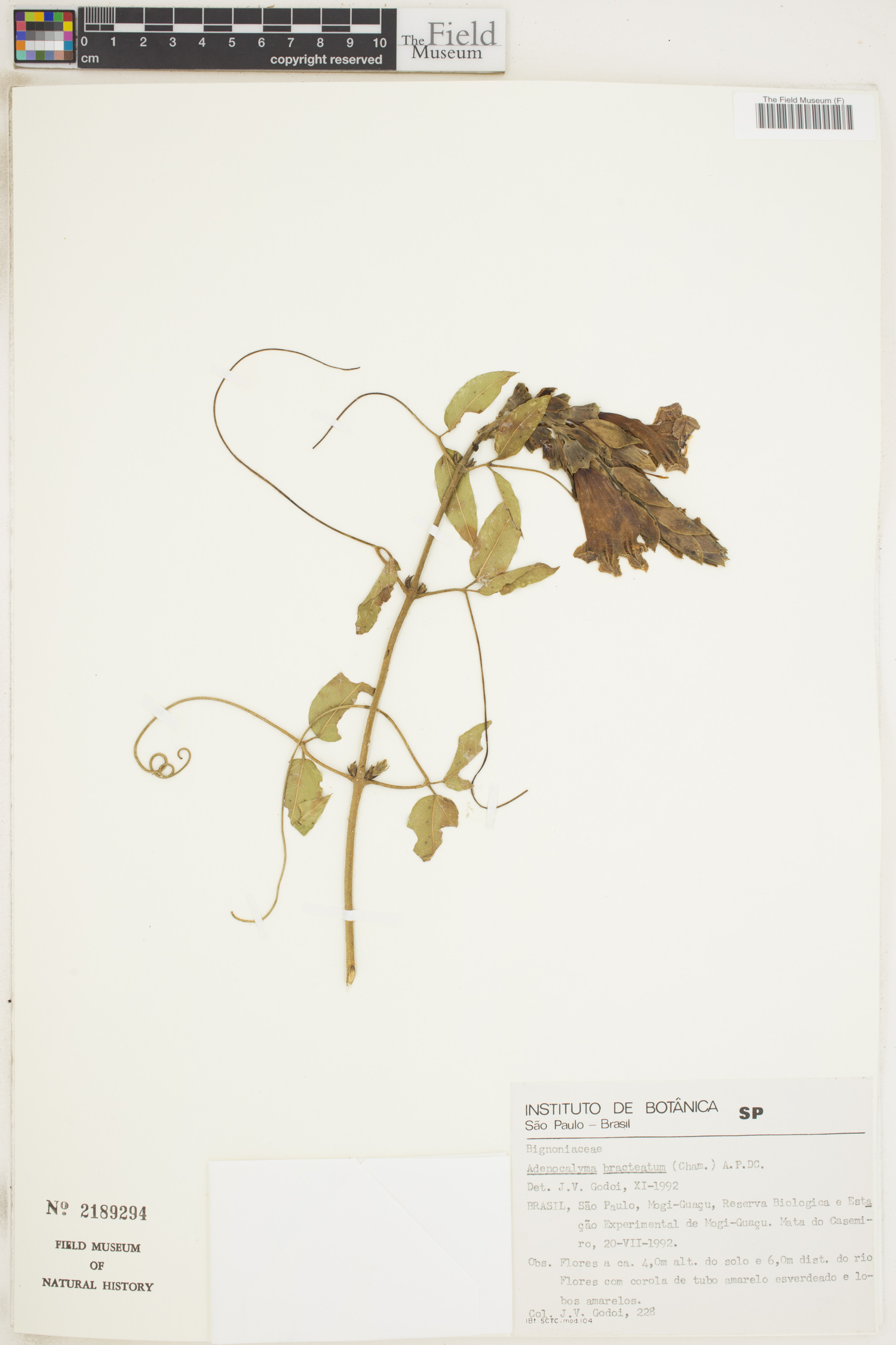 Adenocalymma paulistarum image