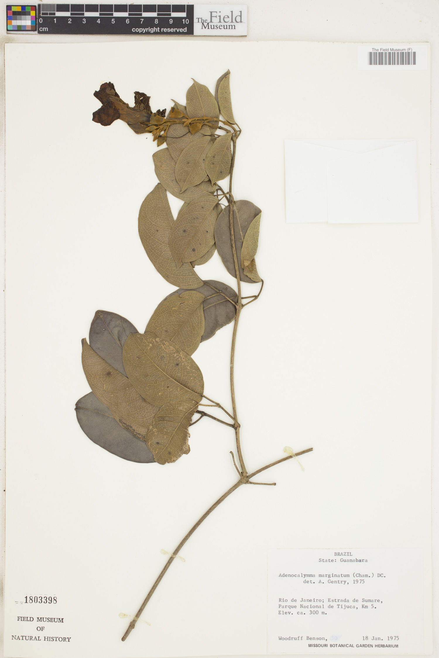 Adenocalymma marginatum image
