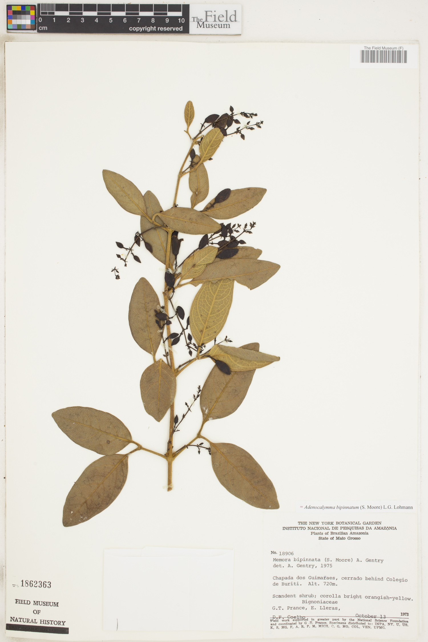 Adenocalymma bipinnatum image