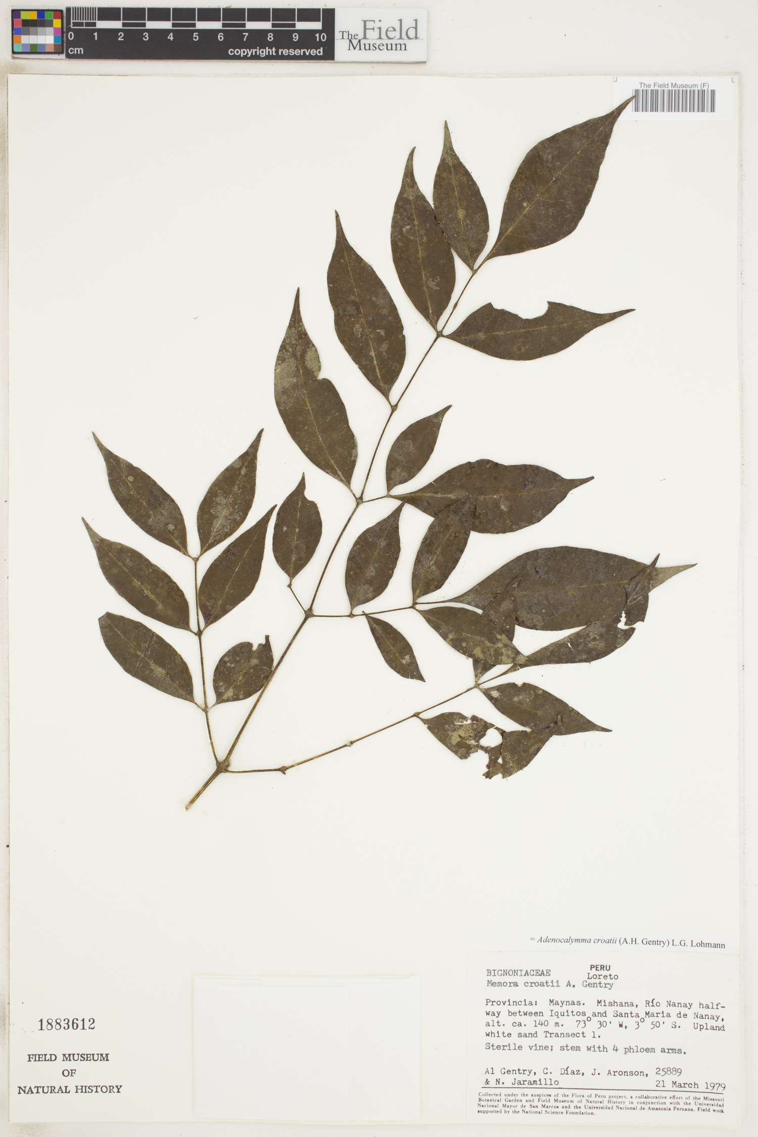 Adenocalymma croatii image
