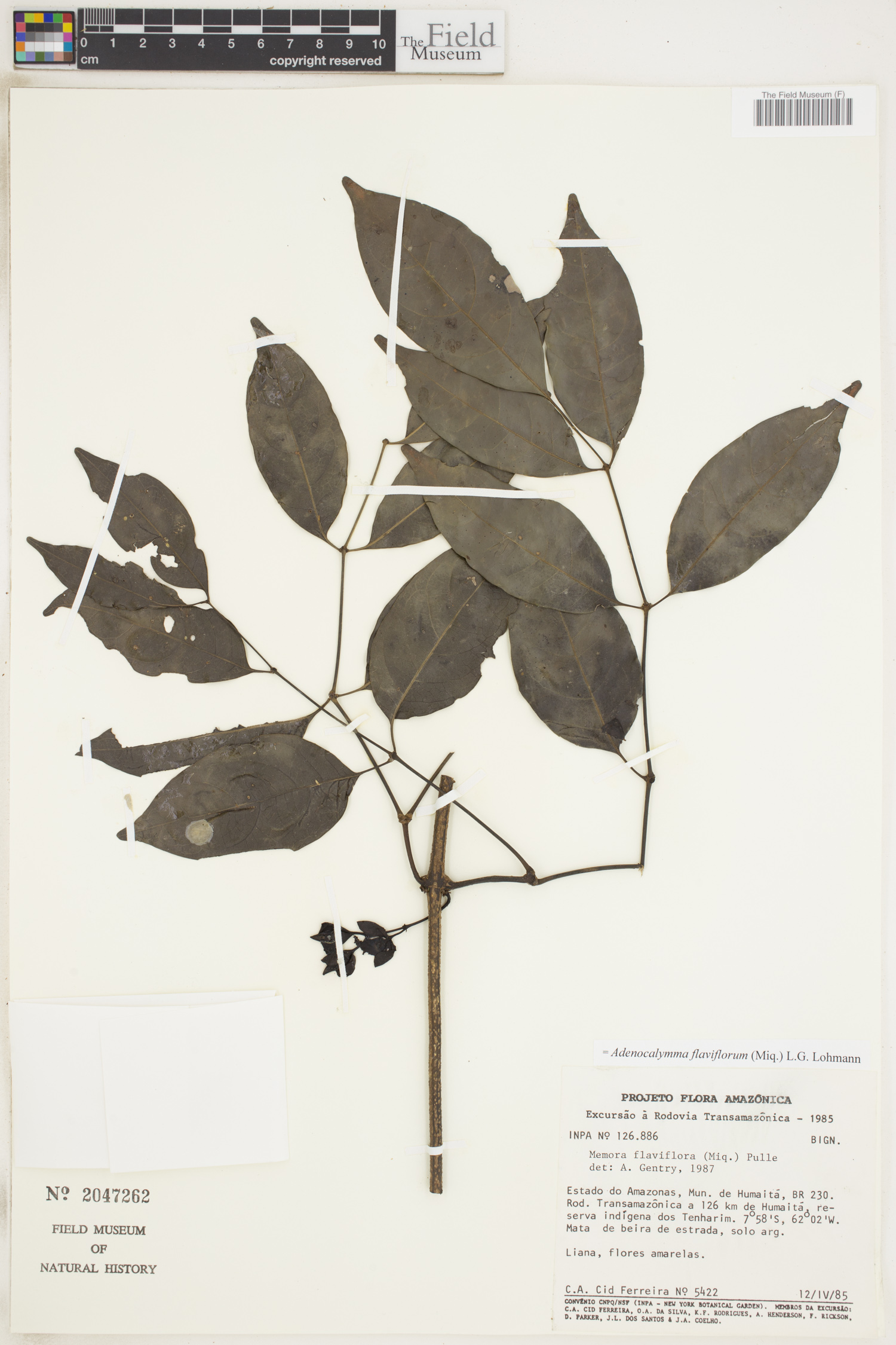 Adenocalymma flaviflorum image