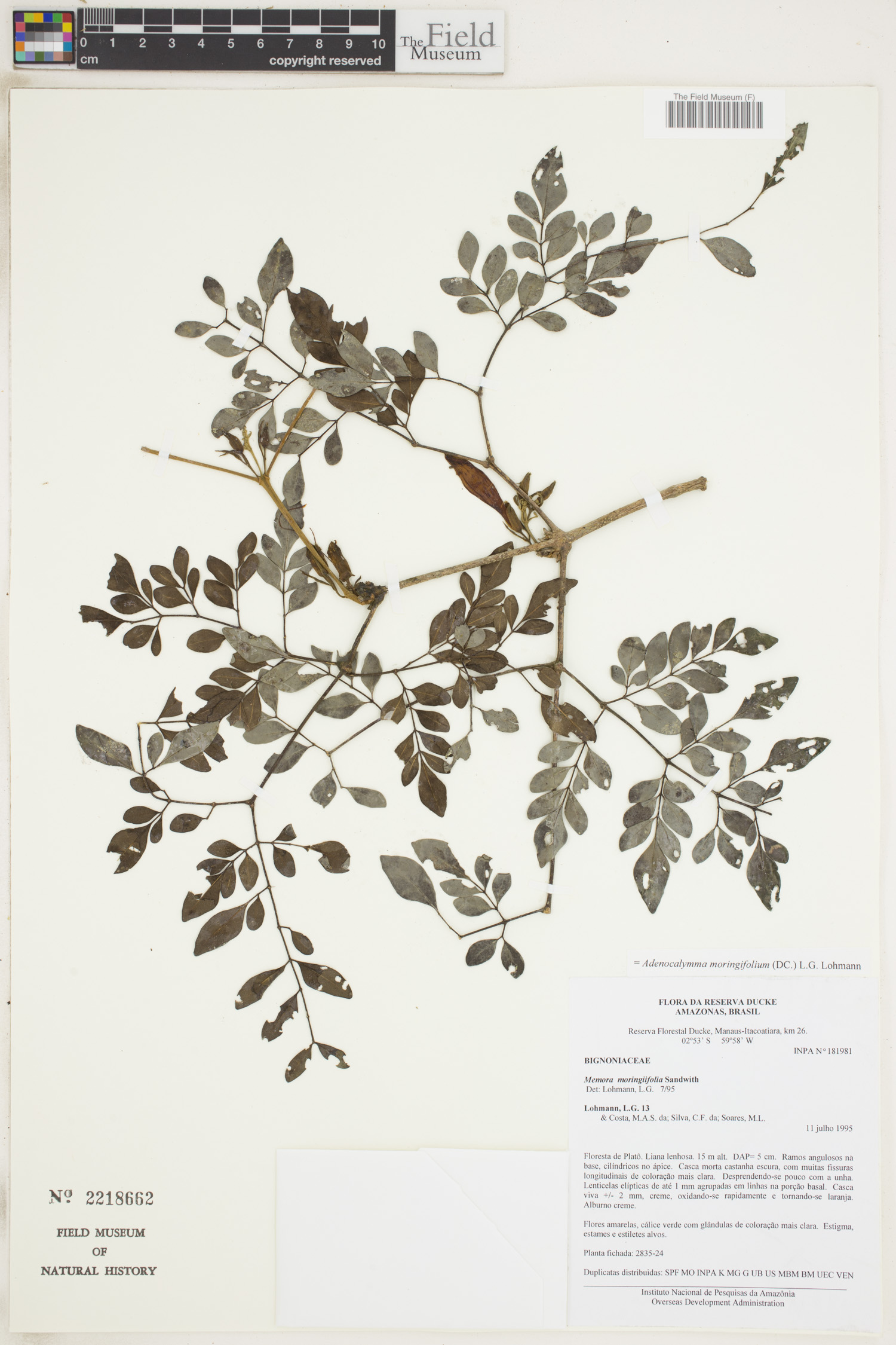 Adenocalymma moringifolium image