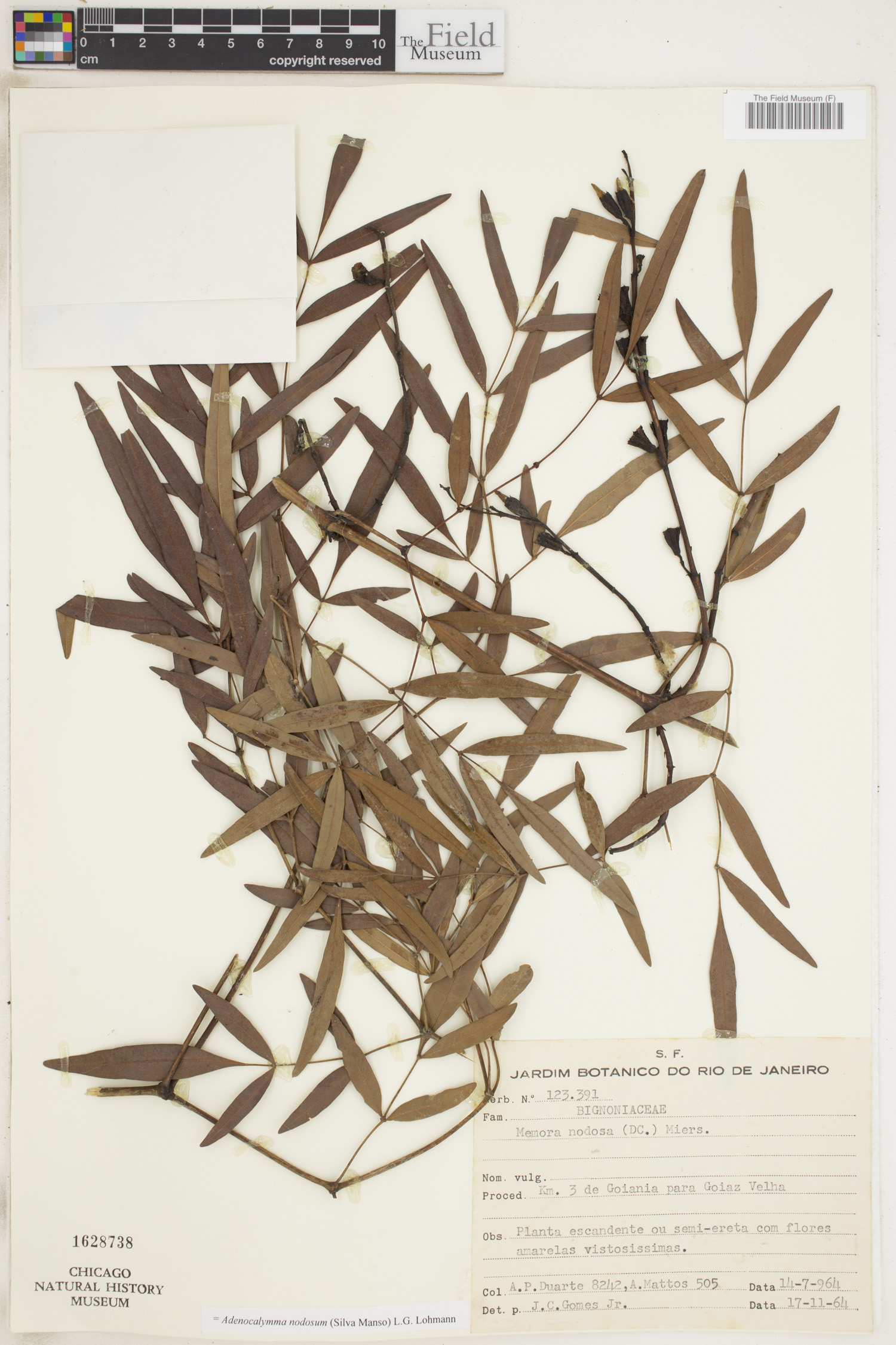 Adenocalymma nodosum image