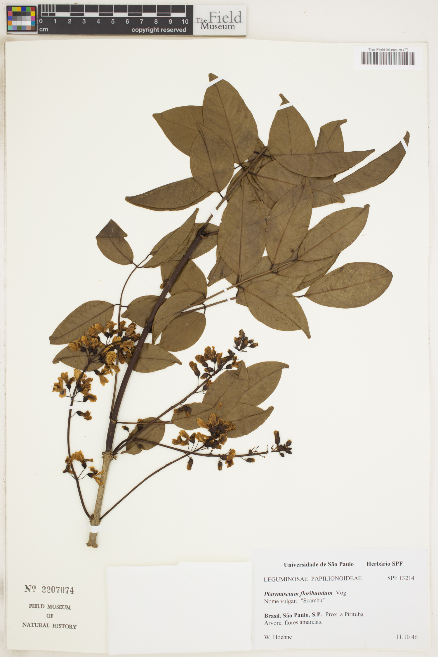 Platymiscium floribundum image