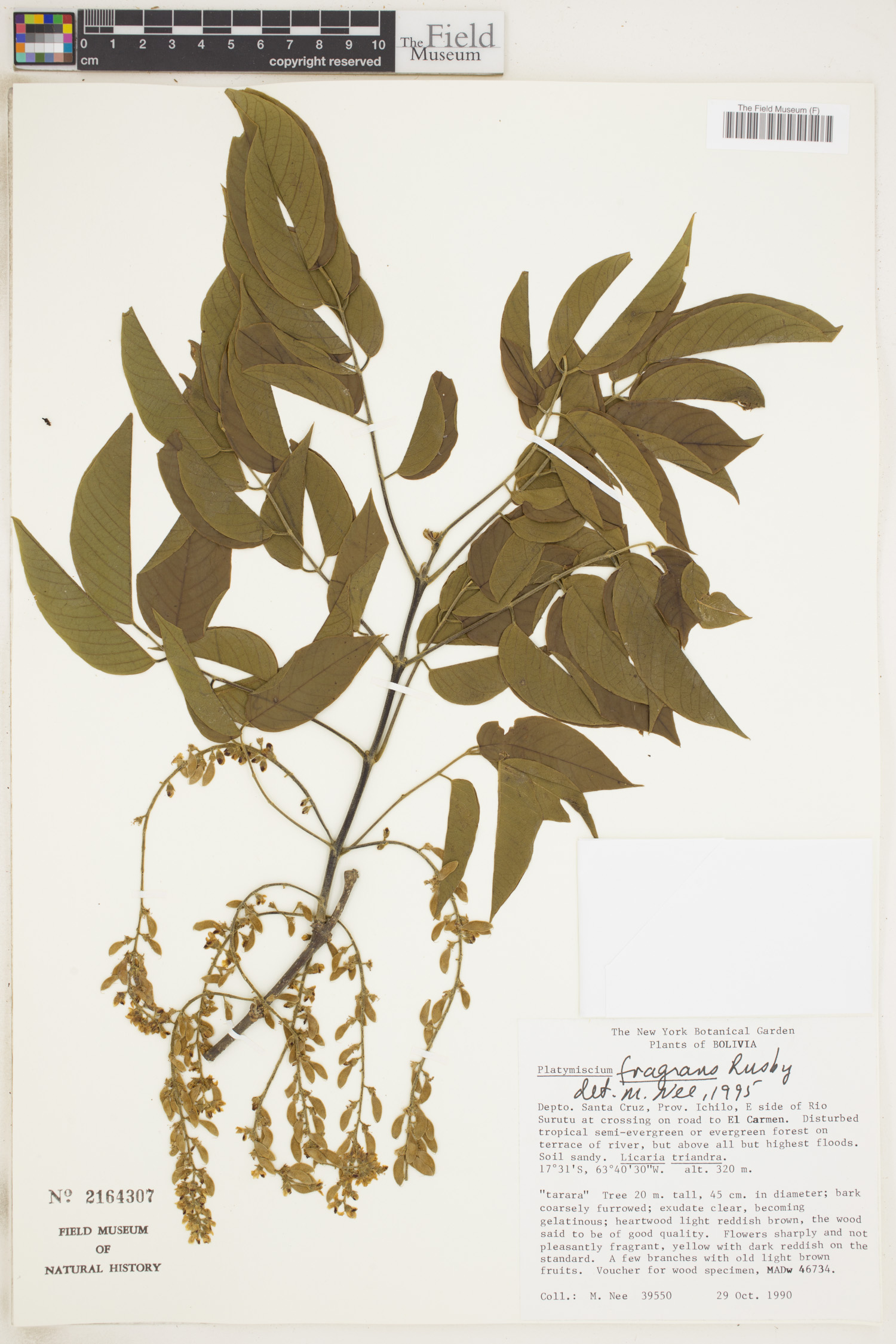 Platymiscium fragrans image
