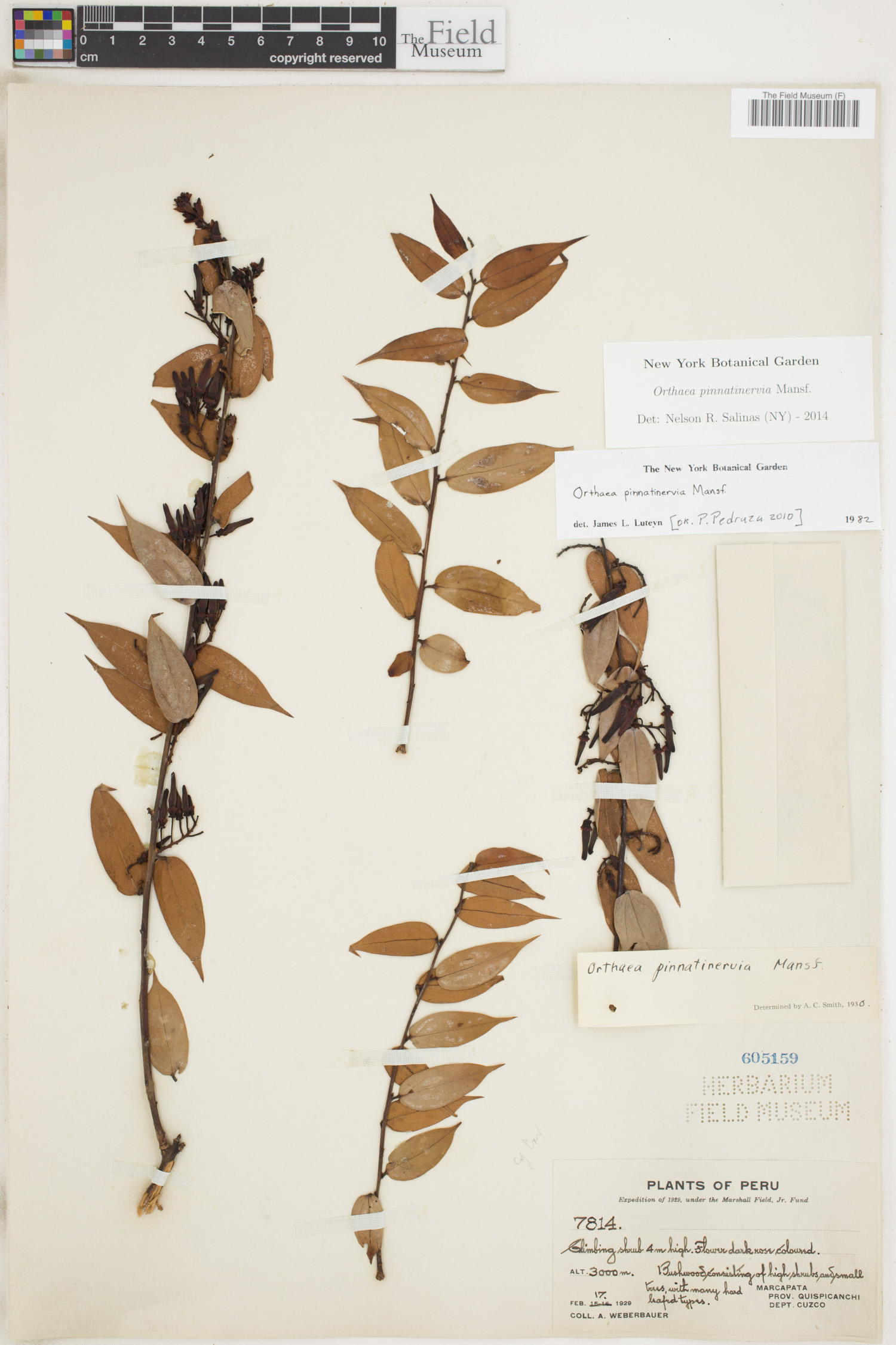 Orthaea pinnatinervia image