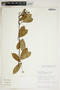 Amphilophium cuneifolium image
