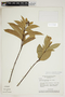 Amphilophium cuneifolium image