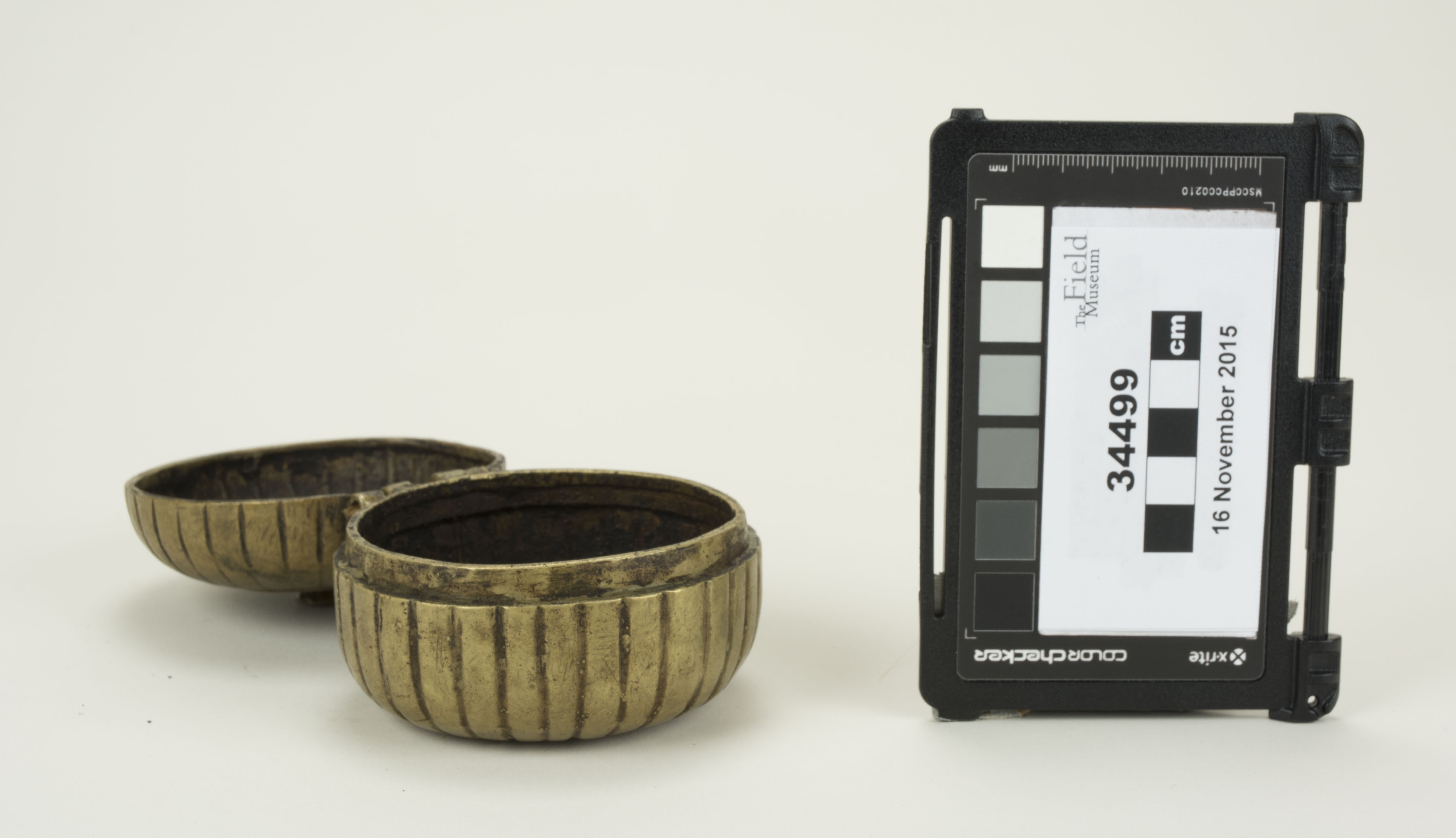 Front view (c) Field Museum of Natural History - CC BY-NC 4.0