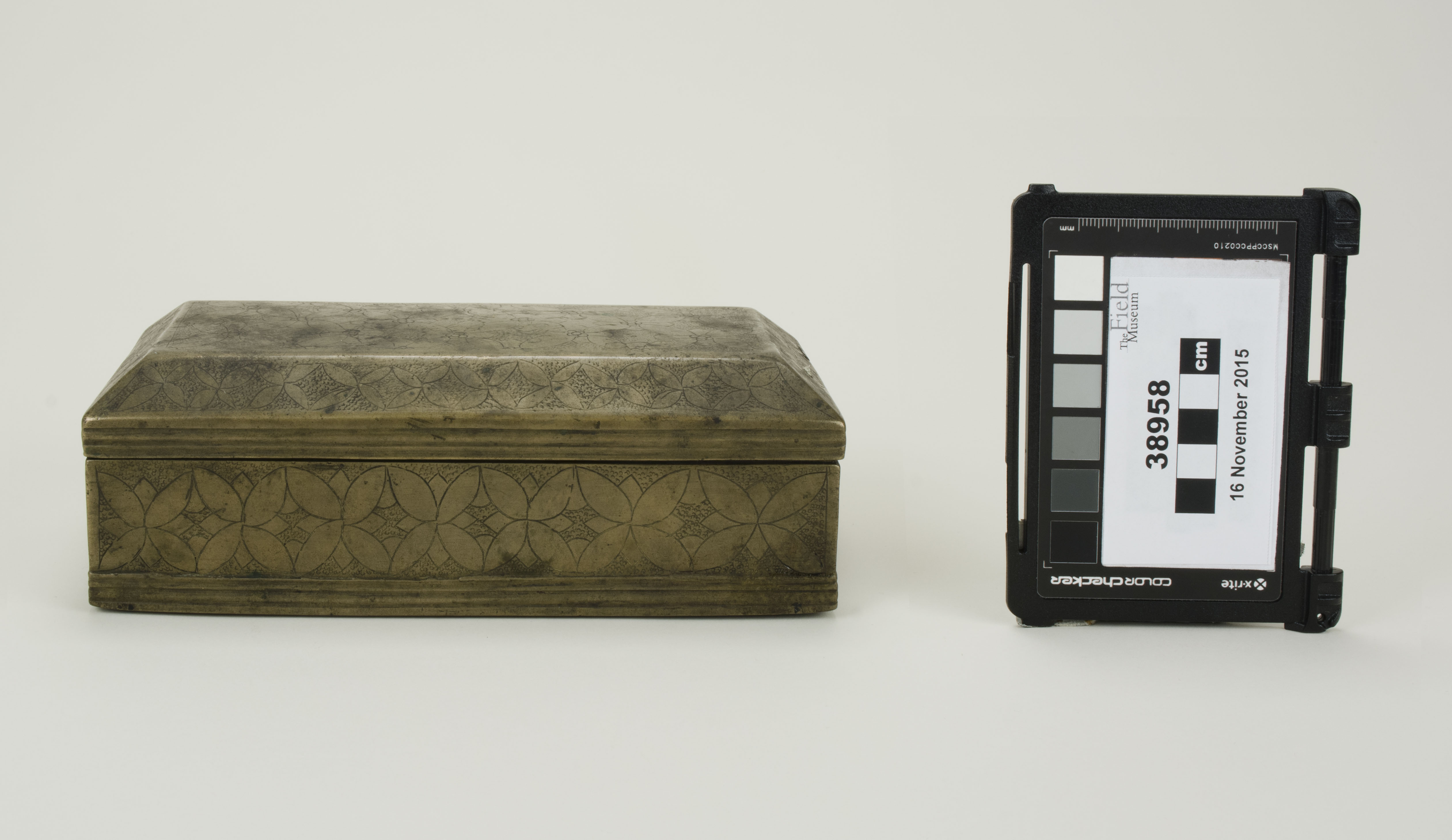 Front view (c) Field Museum of Natural History - CC BY-NC 4.0