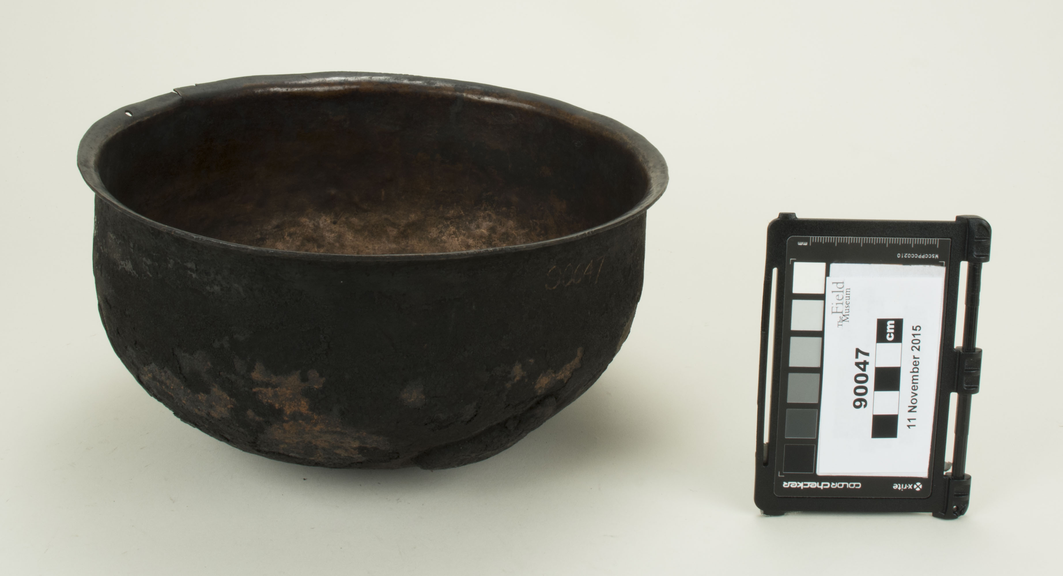 Front view (c) Field Museum of Natural History - CC BY-NC 4.0