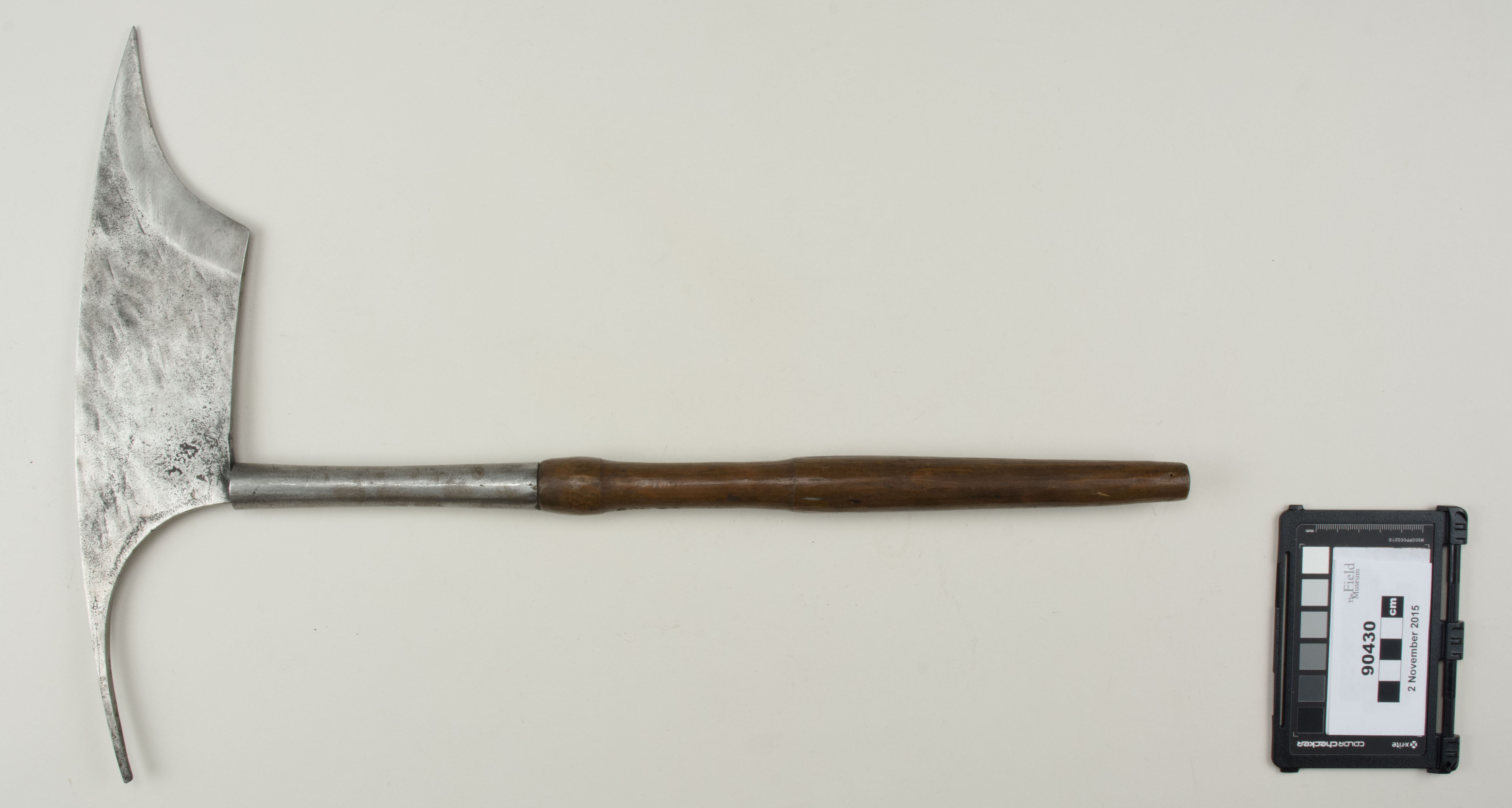 Top view (c) Field Museum of Natural History - CC BY-NC 4.0