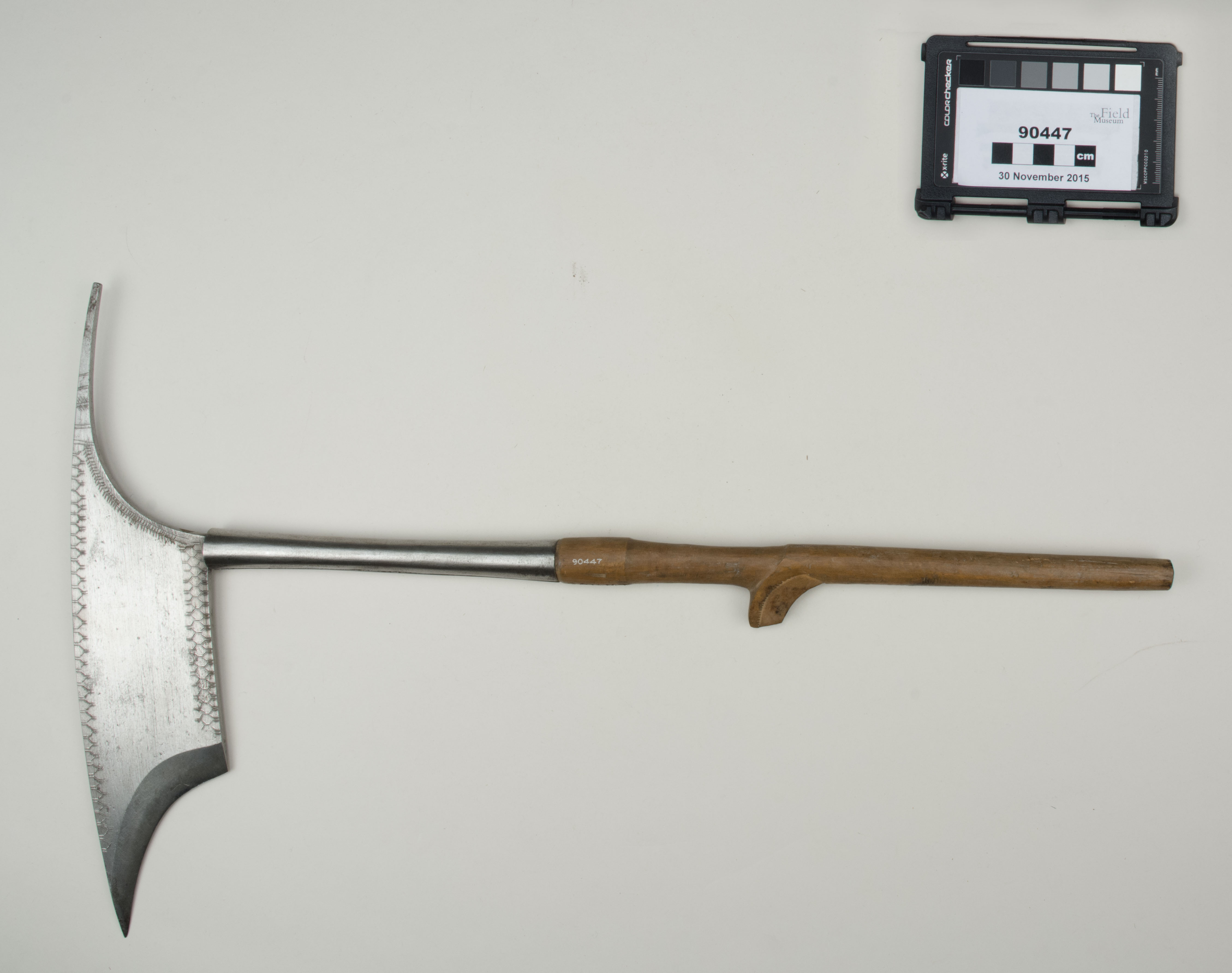 Front view (c) Field Museum of Natural History - CC BY-NC 4.0