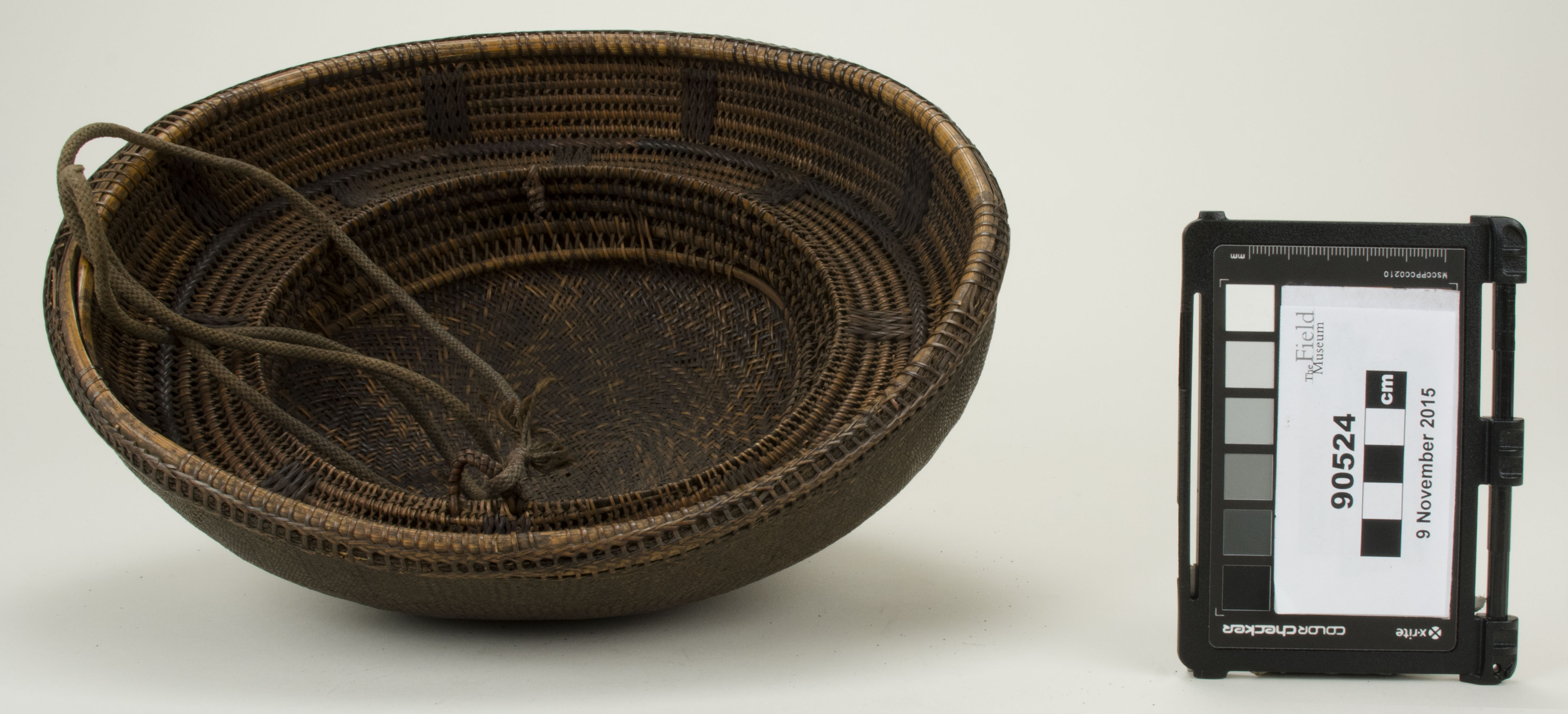 Bottom view (c) Field Museum of Natural History - CC BY-NC 4.0