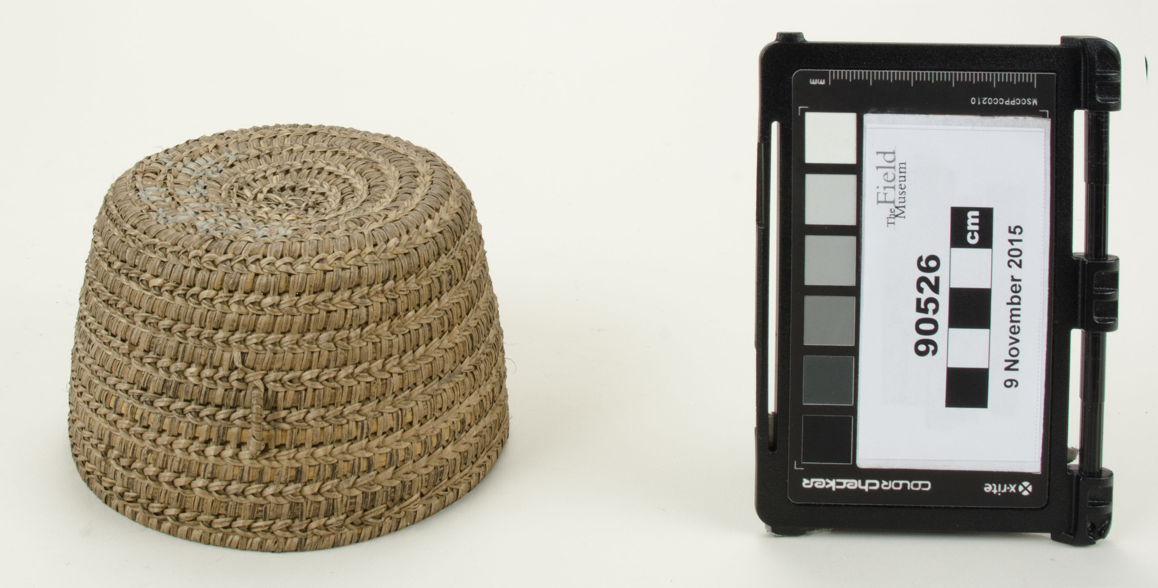 Front view (c) Field Museum of Natural History - CC BY-NC 4.0