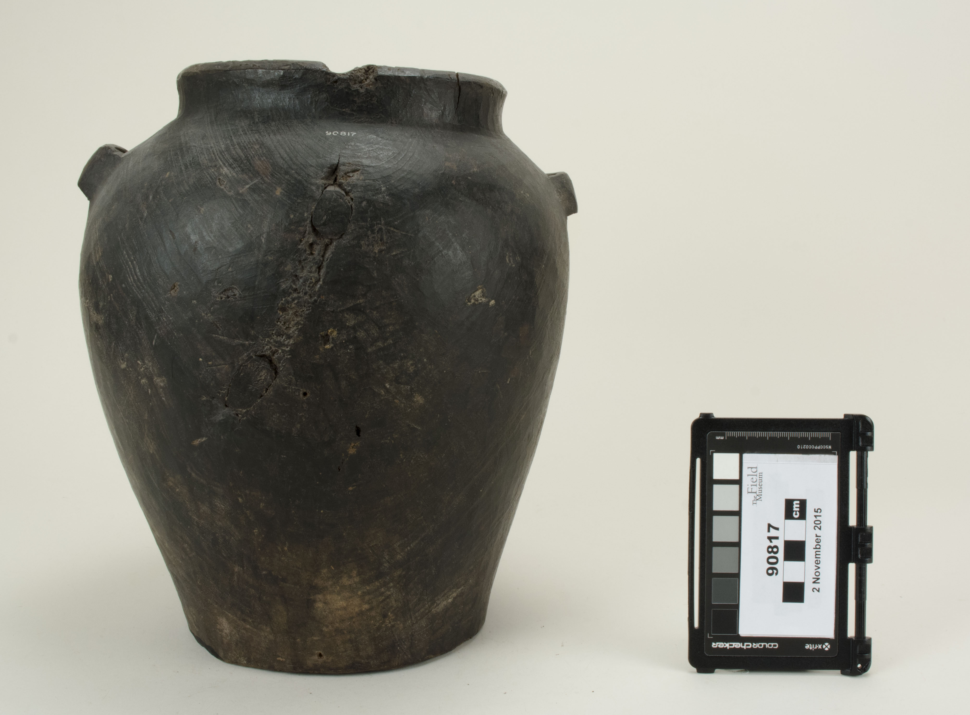 Front view (c) Field Museum of Natural History - CC BY-NC 4.0