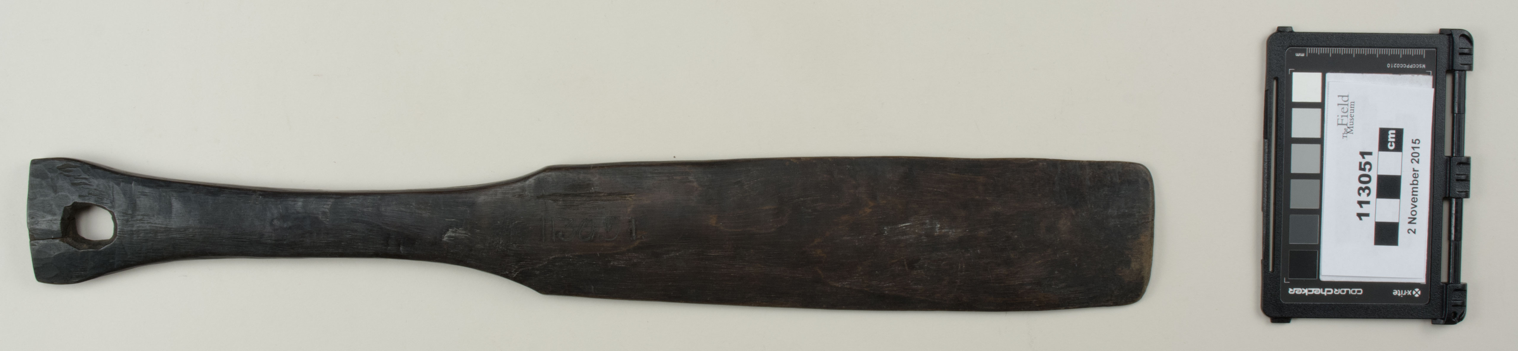 Top view (c) Field Museum of Natural History - CC BY-NC 4.0