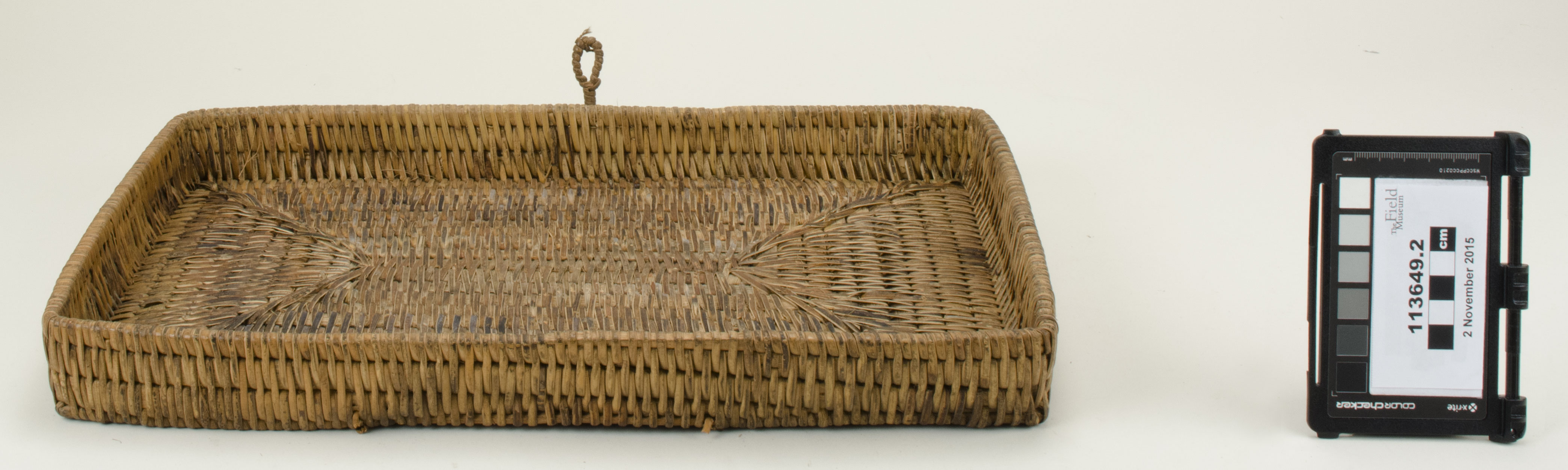 Top view (c) Field Museum of Natural History - CC BY-NC 4.0