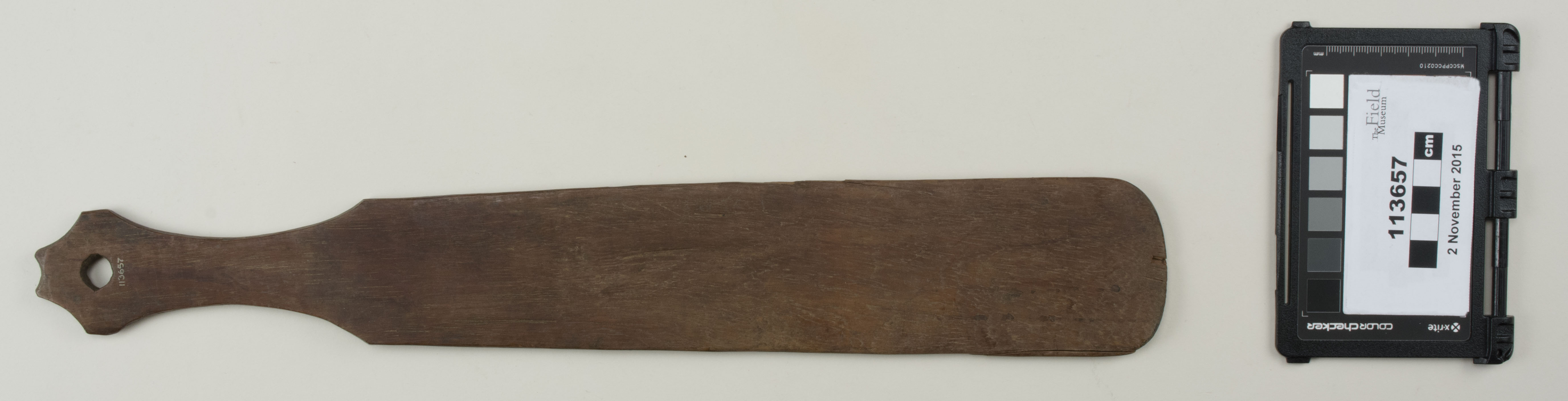 Top view (c) Field Museum of Natural History - CC BY-NC 4.0