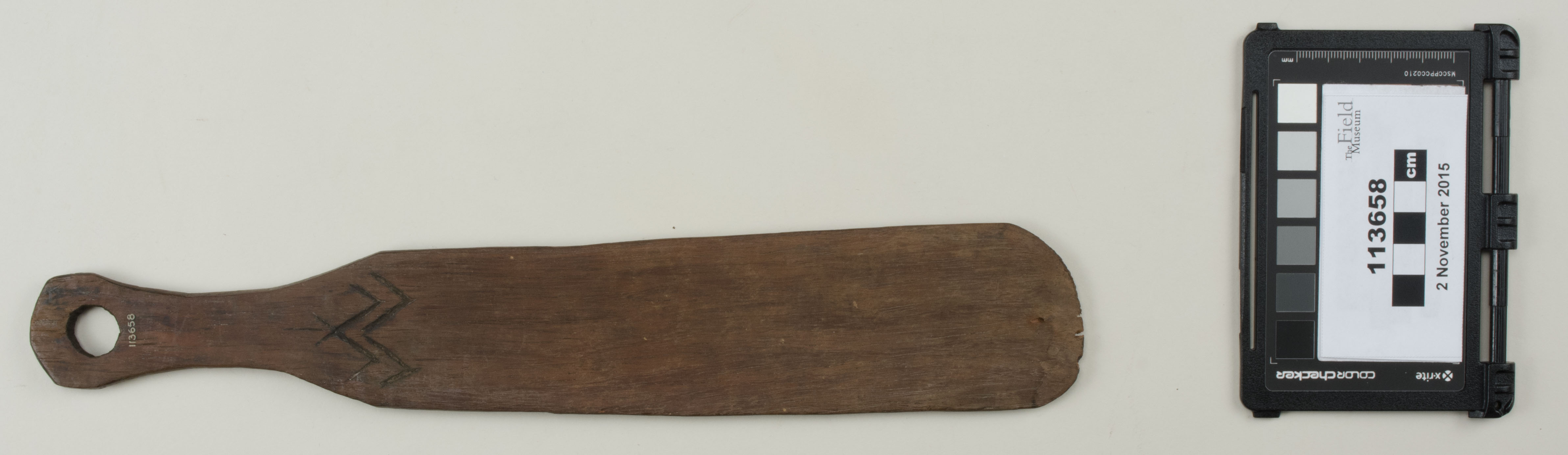 Top view (c) Field Museum of Natural History - CC BY-NC 4.0