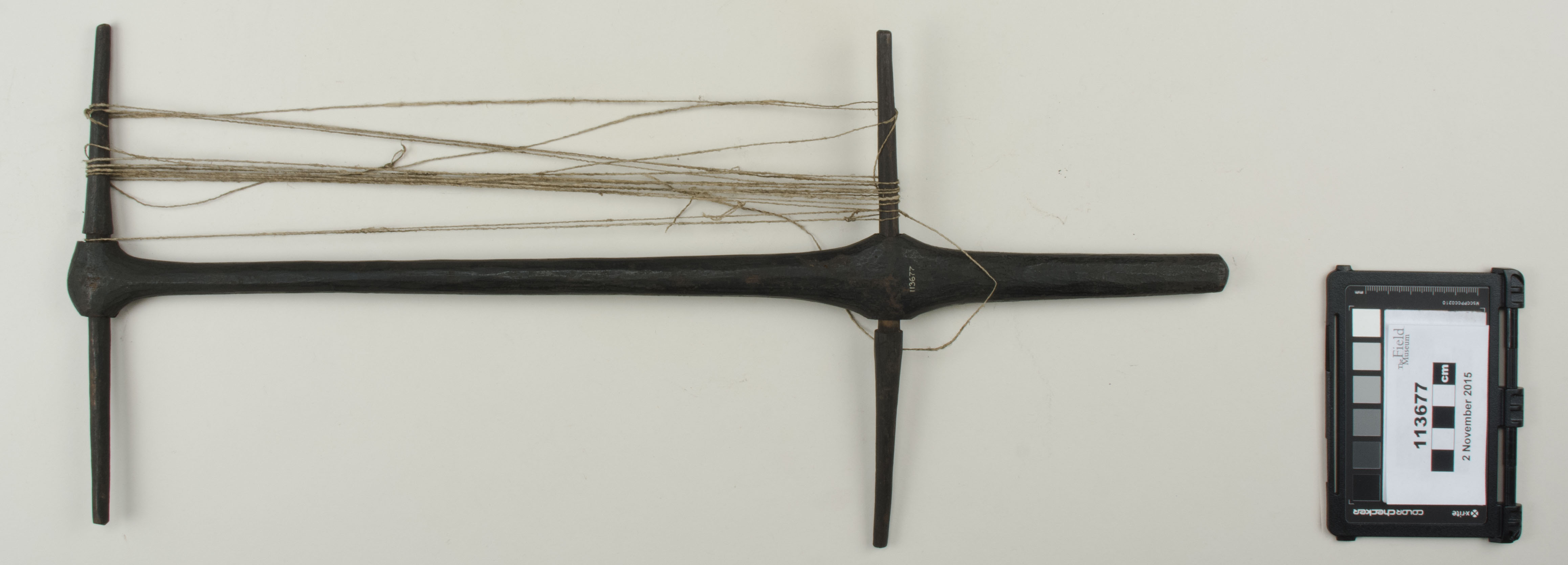 Top view (c) Field Museum of Natural History - CC BY-NC 4.0