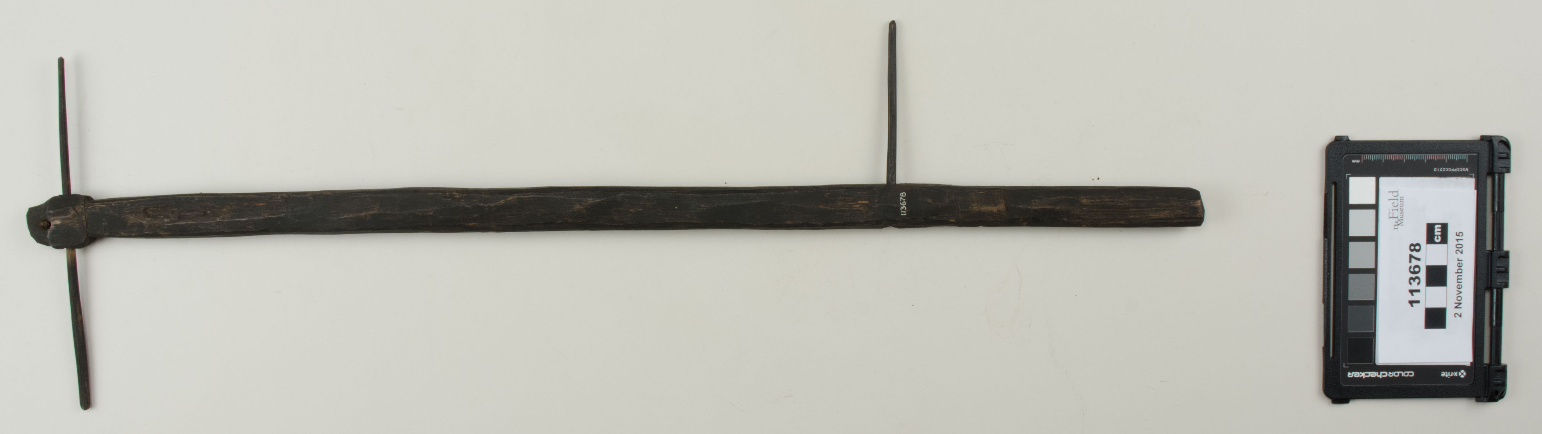 Top view (c) Field Museum of Natural History - CC BY-NC 4.0