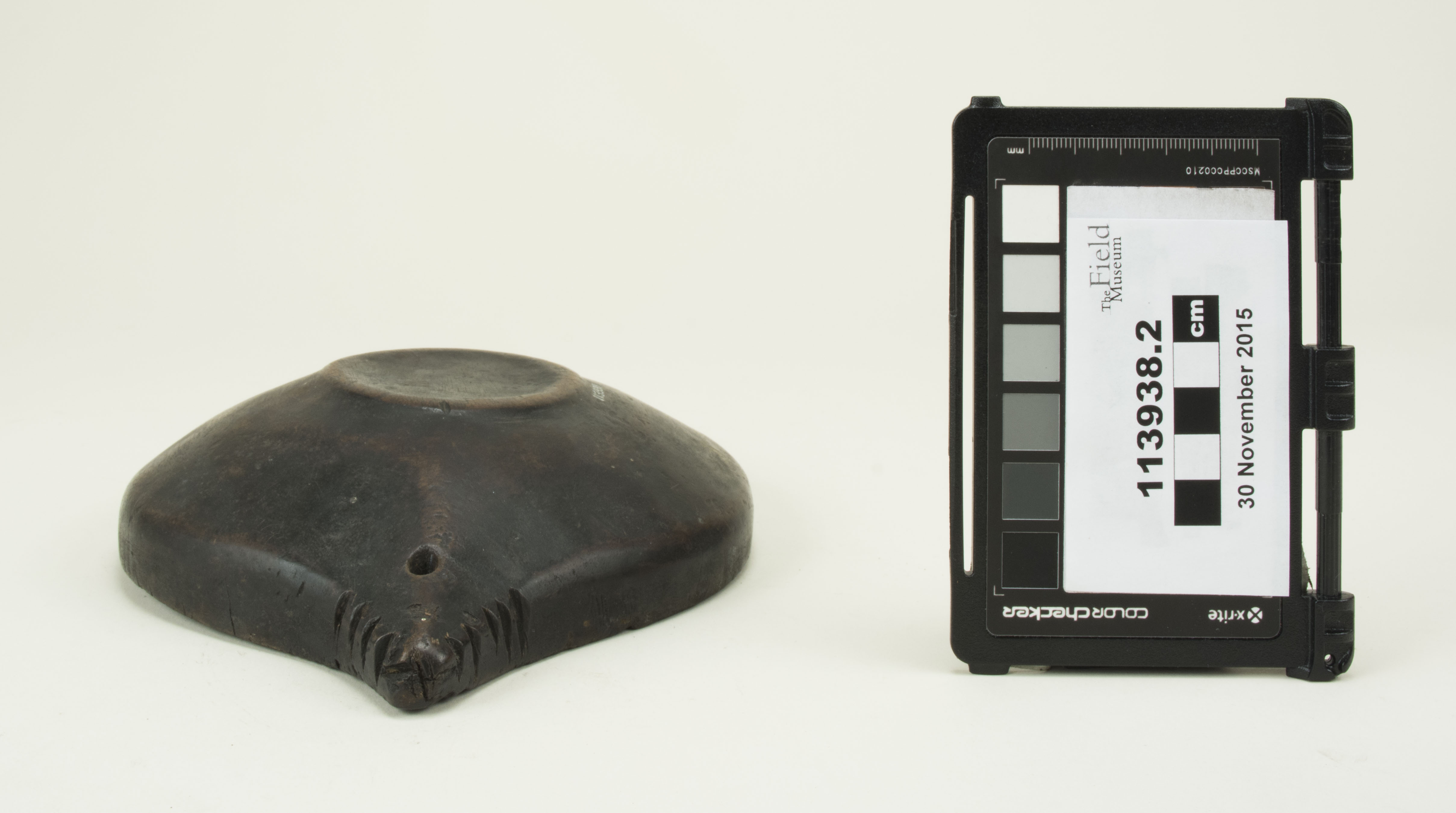 Side view (c) Field Museum of Natural History - CC BY-NC 4.0