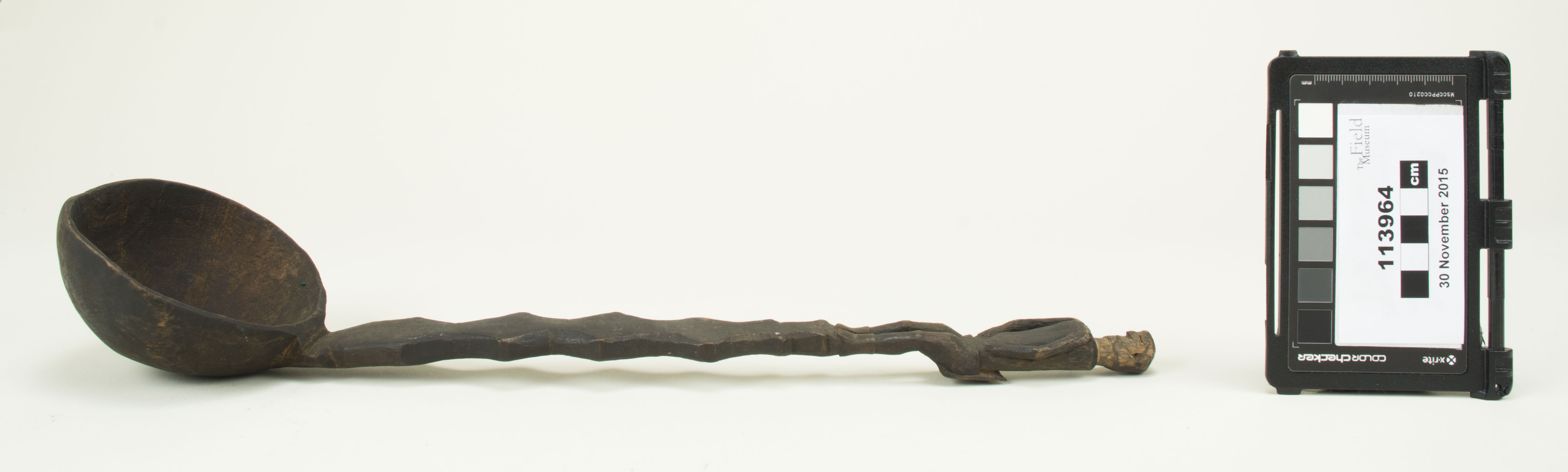 Side view (c) Field Museum of Natural History - CC BY-NC 4.0