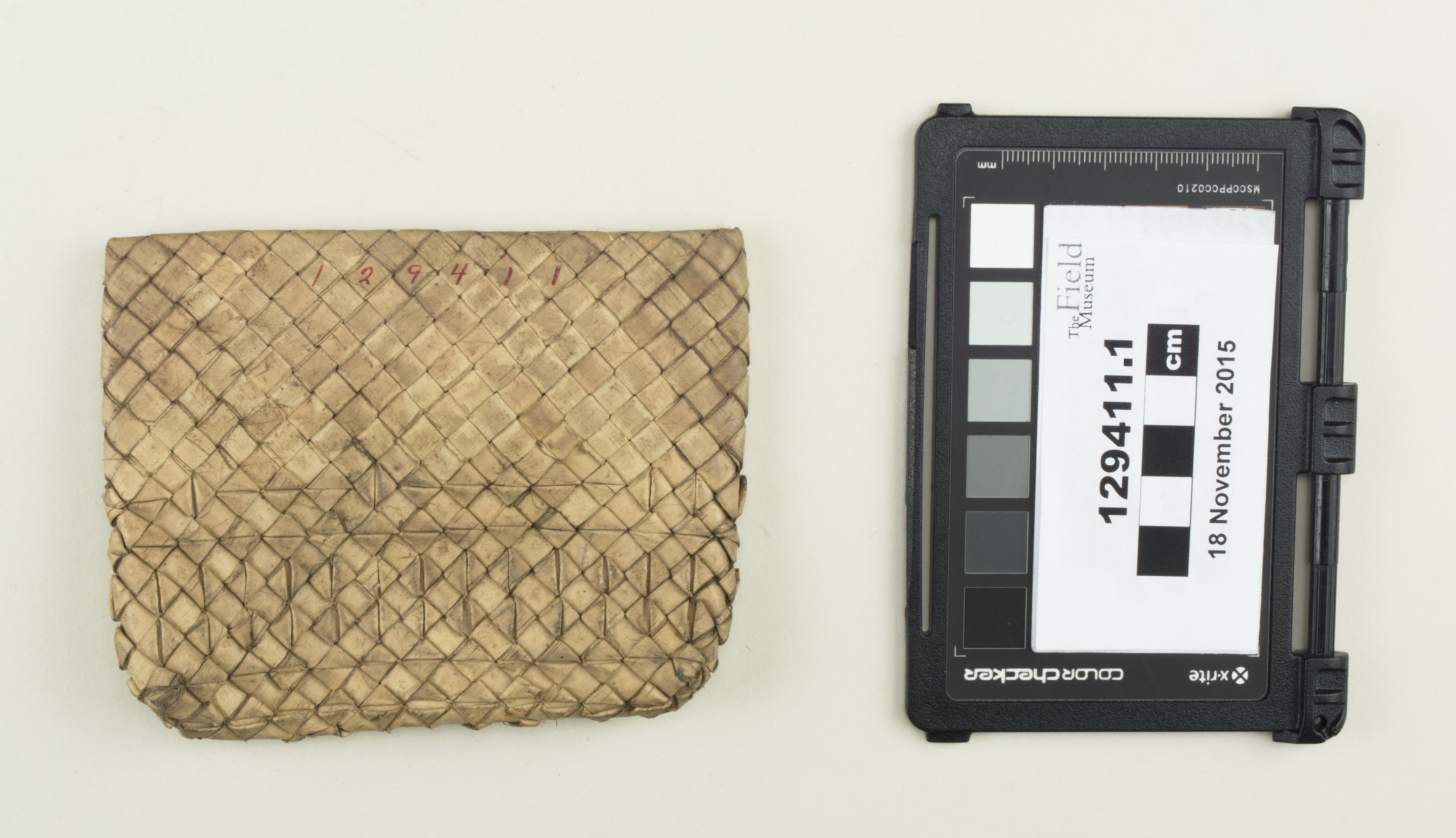 Top view (c) Field Museum of Natural History - CC BY-NC 4.0