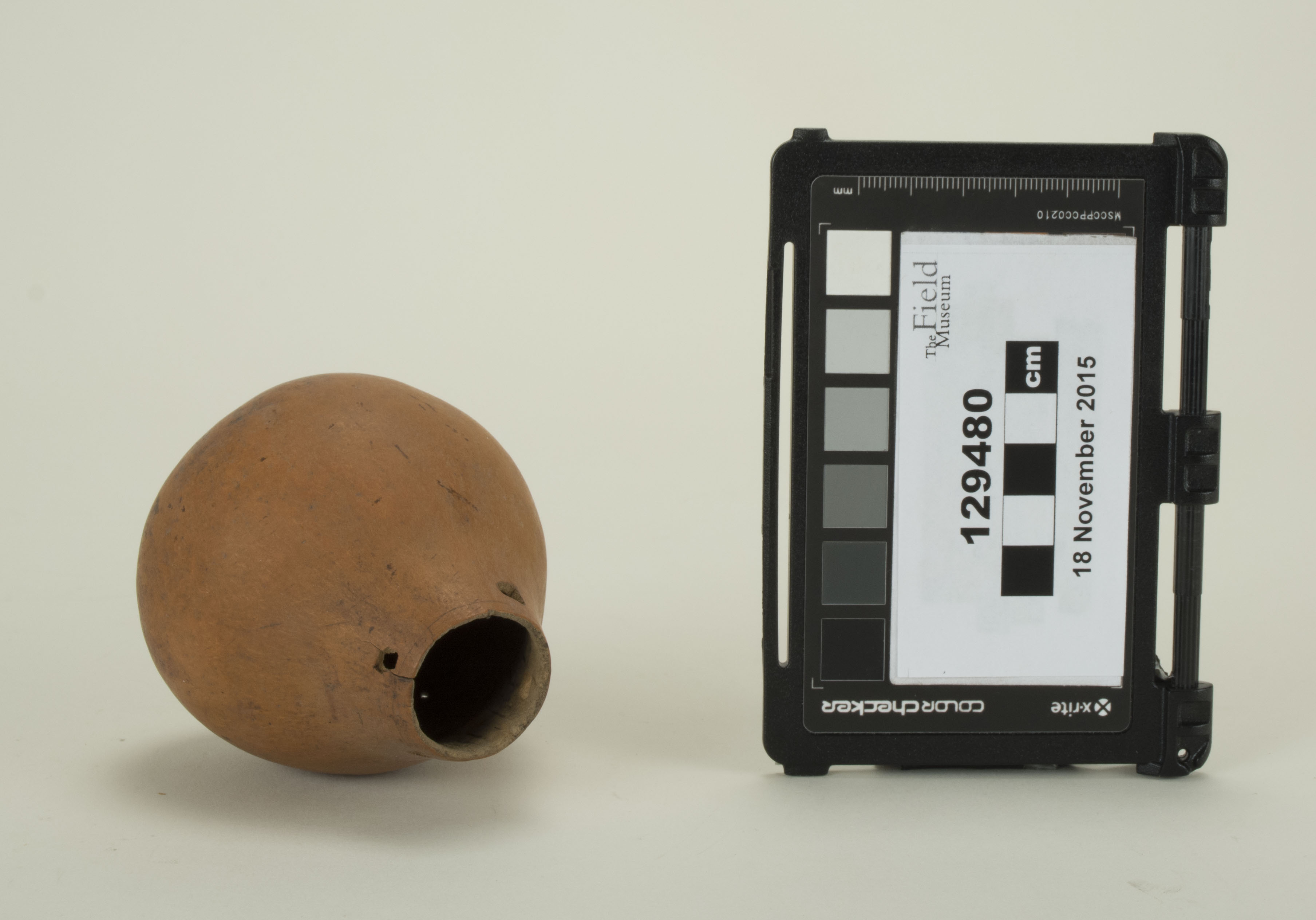 Front view (c) Field Museum of Natural History - CC BY-NC 4.0